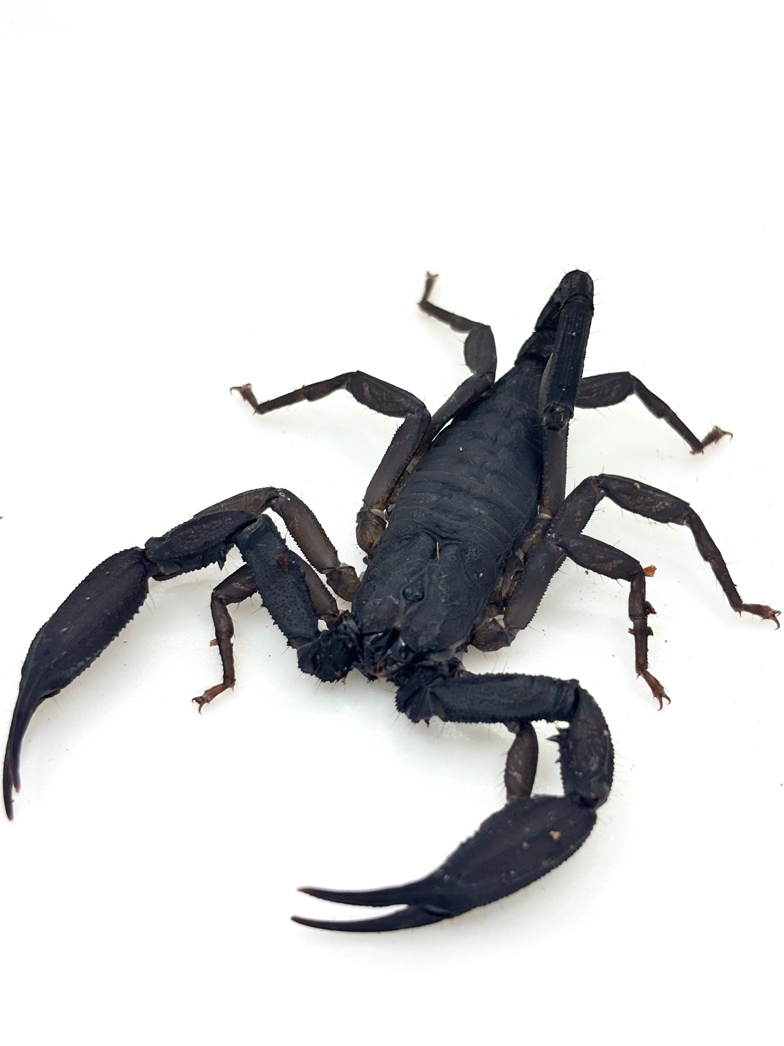タイランドロックスコーピオン♂④ Scorpiops anthracinus 1匹 | まる