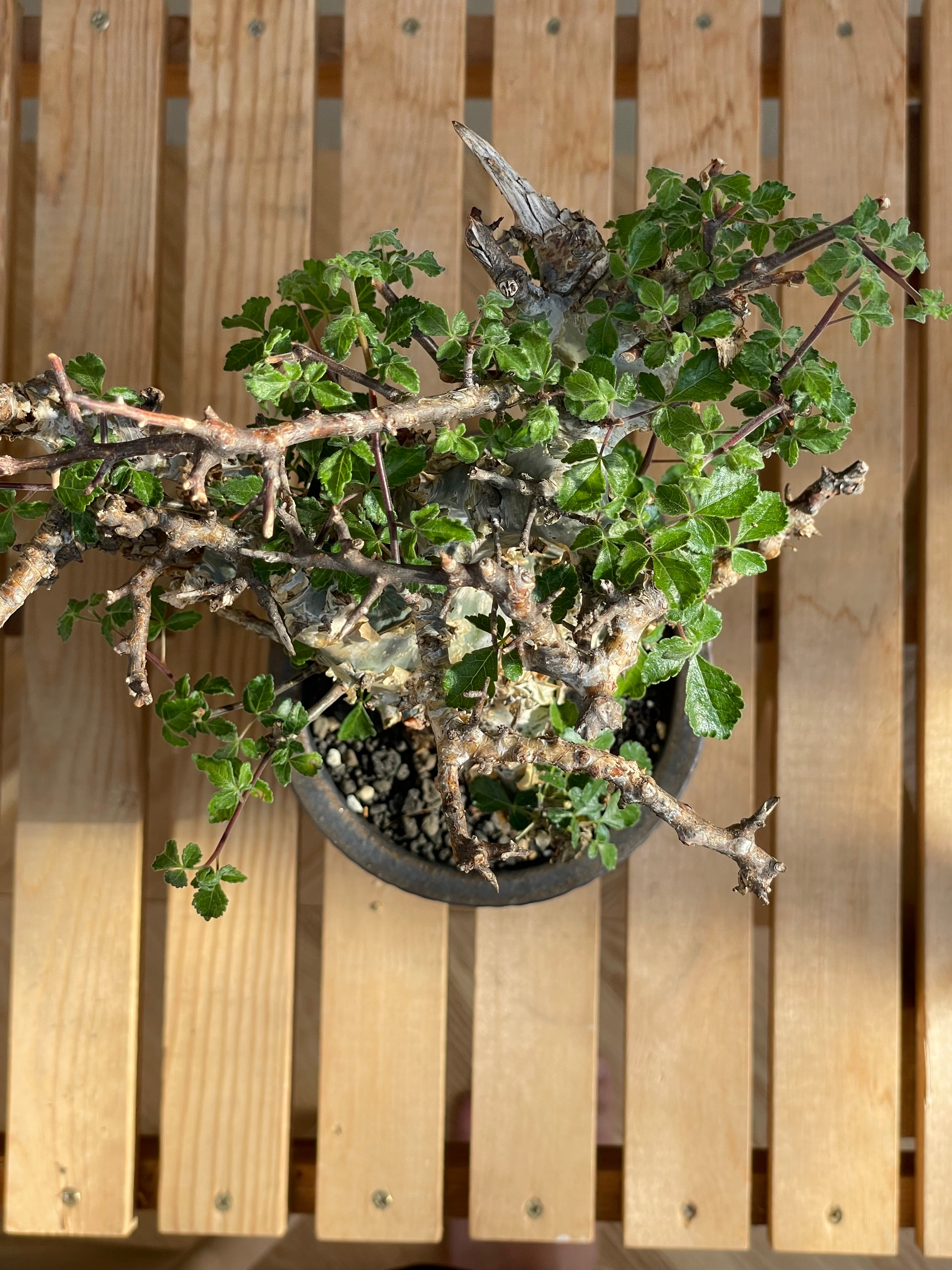 植物棚 シェルフ 6号鉢 受け皿 プランタラック アガペ