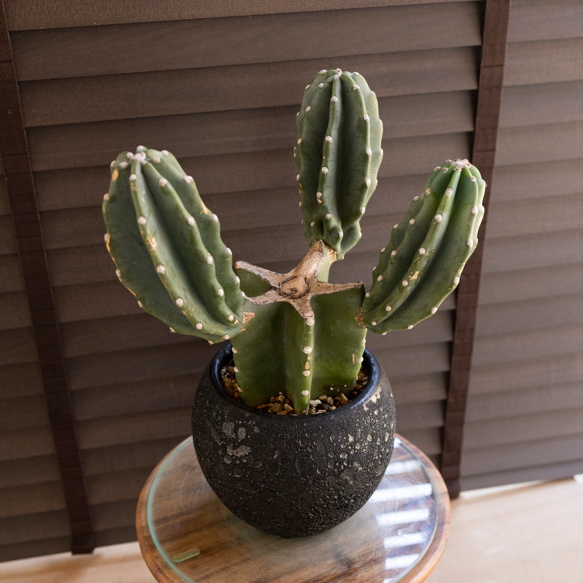 柱サボテン ブランチ 鬼面角 6号 陶器鉢 Branch サボテン 観葉植物