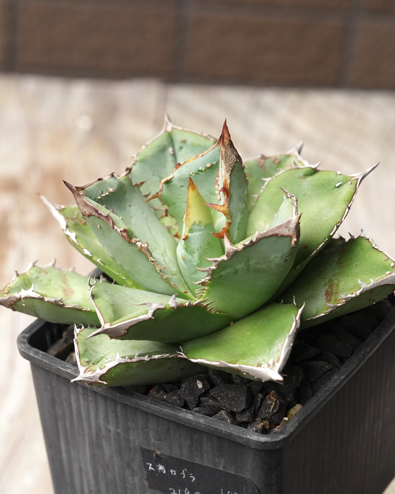 【PREMIUM】 抜き苗 アガベ チタノタ 鰐亀 親株 Agave 'Alligator Snapper'