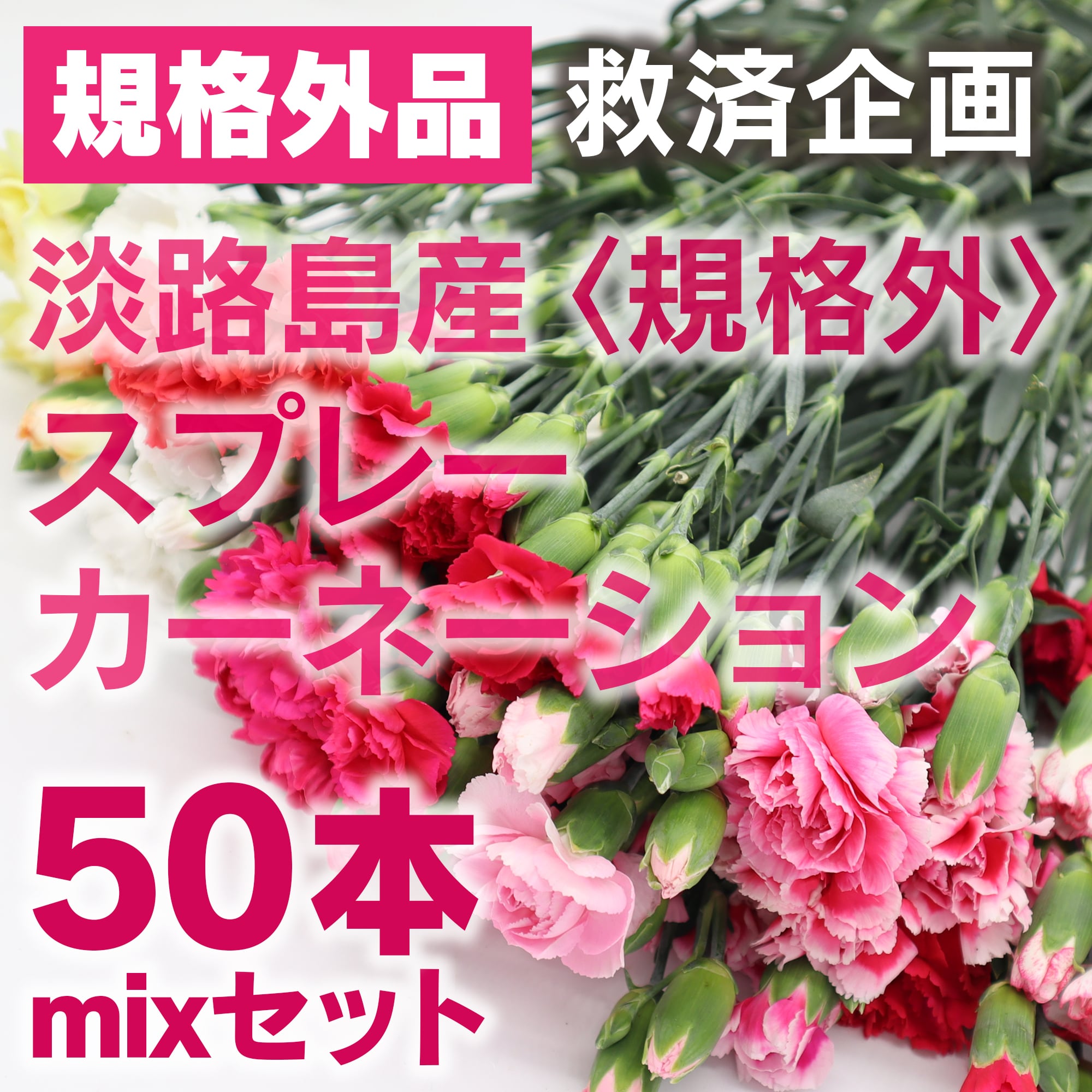 〈規格外品☆救済企画〉淡路島産・スプレーカーネーション 50本 mixセット★キュート&色とりどり★フラワーロス削減