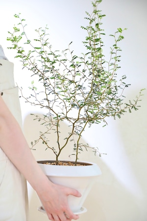 【M】ソフォラ リトルベイビー/Sophora prostrata Little Baby ※陶器鉢付き