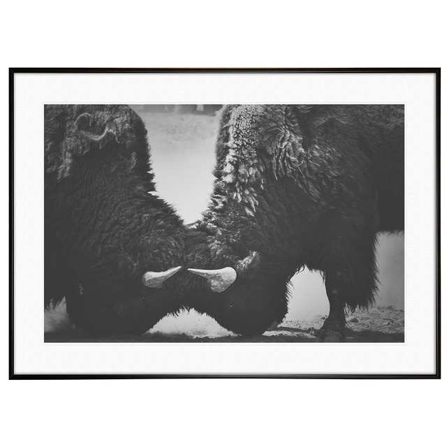 動物写真 牛（バイソン） インテリア モノクロアートポスター額装 AS1328