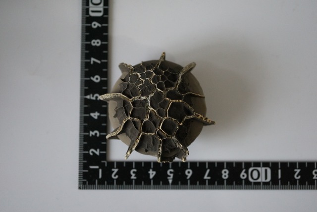 湖南省産亀甲石 1108