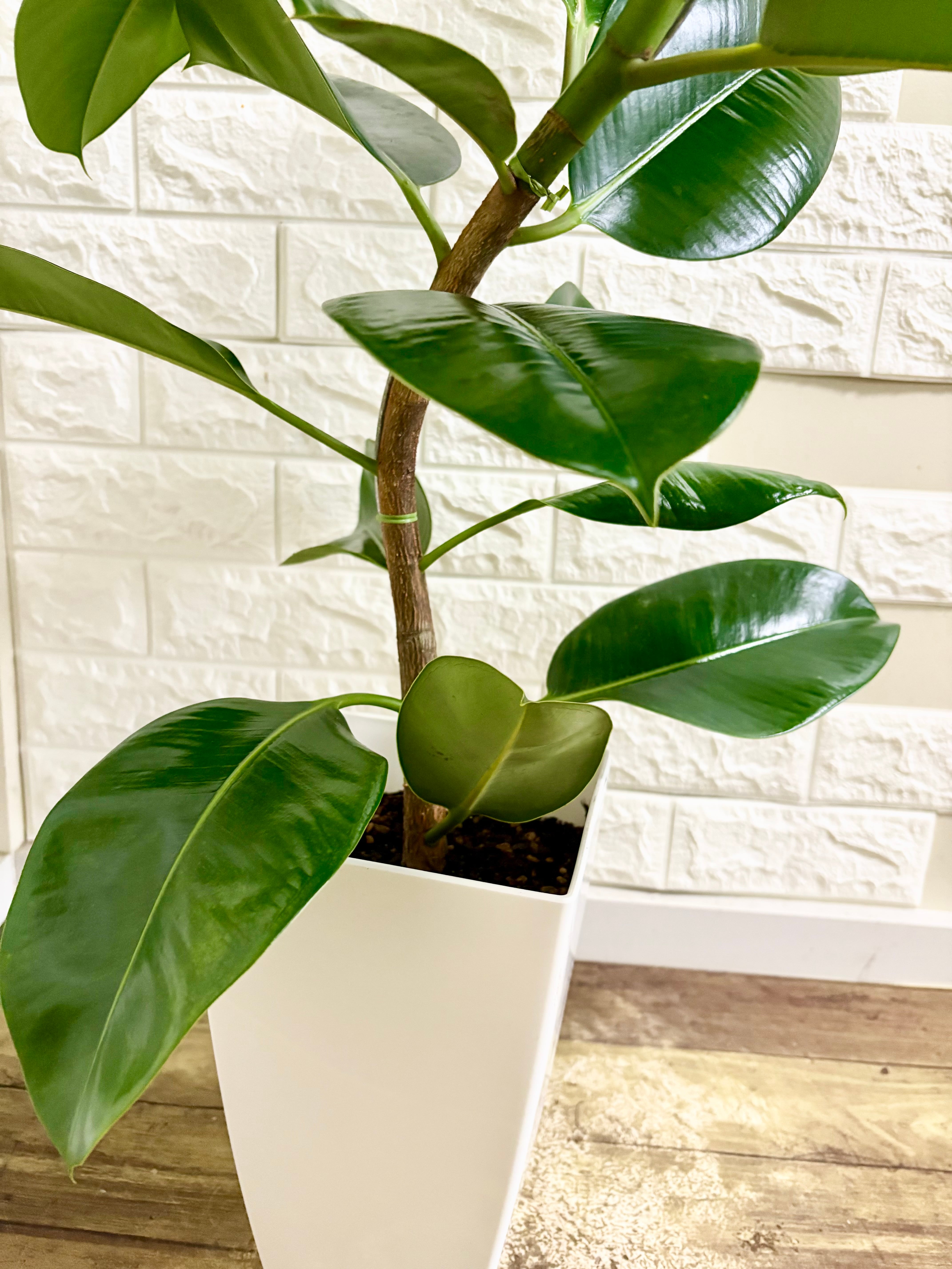 現品】フィカスソフィア 曲がり樹形 観葉植物 | 観葉植物のお店 feerie