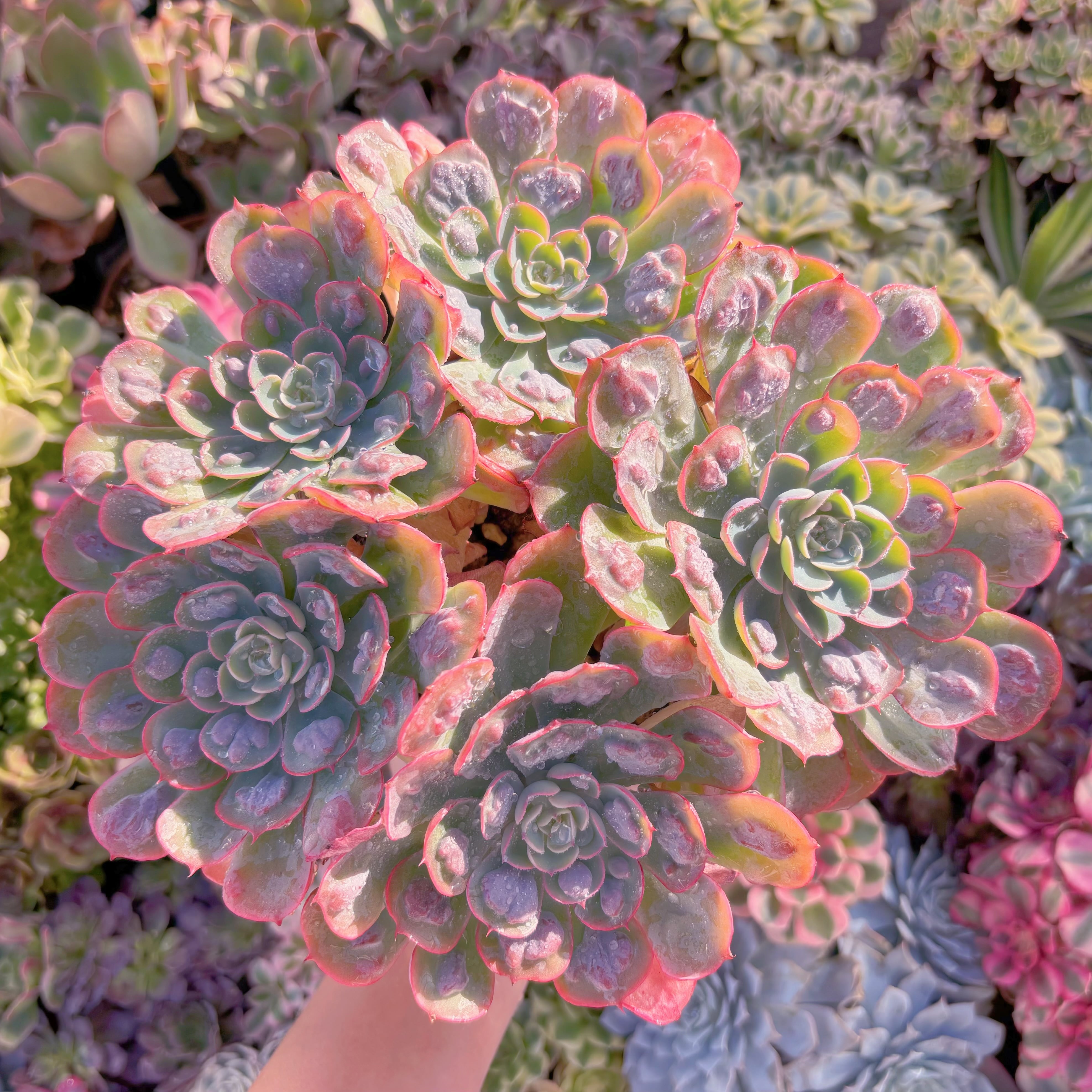 現品　ビヨンセ#644　特特大群生　るる農園