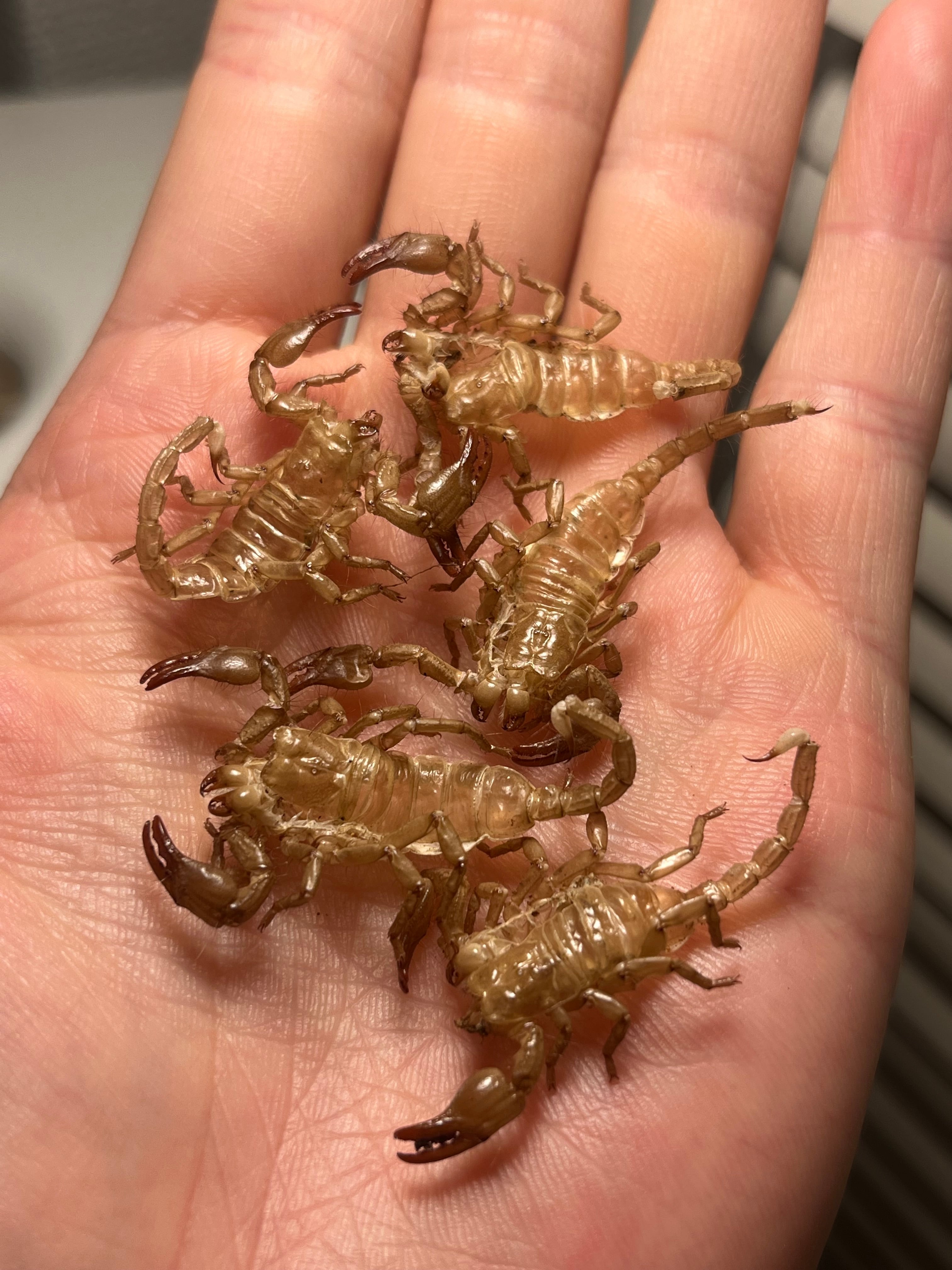 ホワイトビアードセンチピード CBベビー1匹 条件付き死着保証有り 奇蟲 蟲 虫 ムカデ センチピード バードイーター タランチュラ サソリ スコーピオン ホワイトビアードセンチピード ムカデ Scolopendra spec. 
