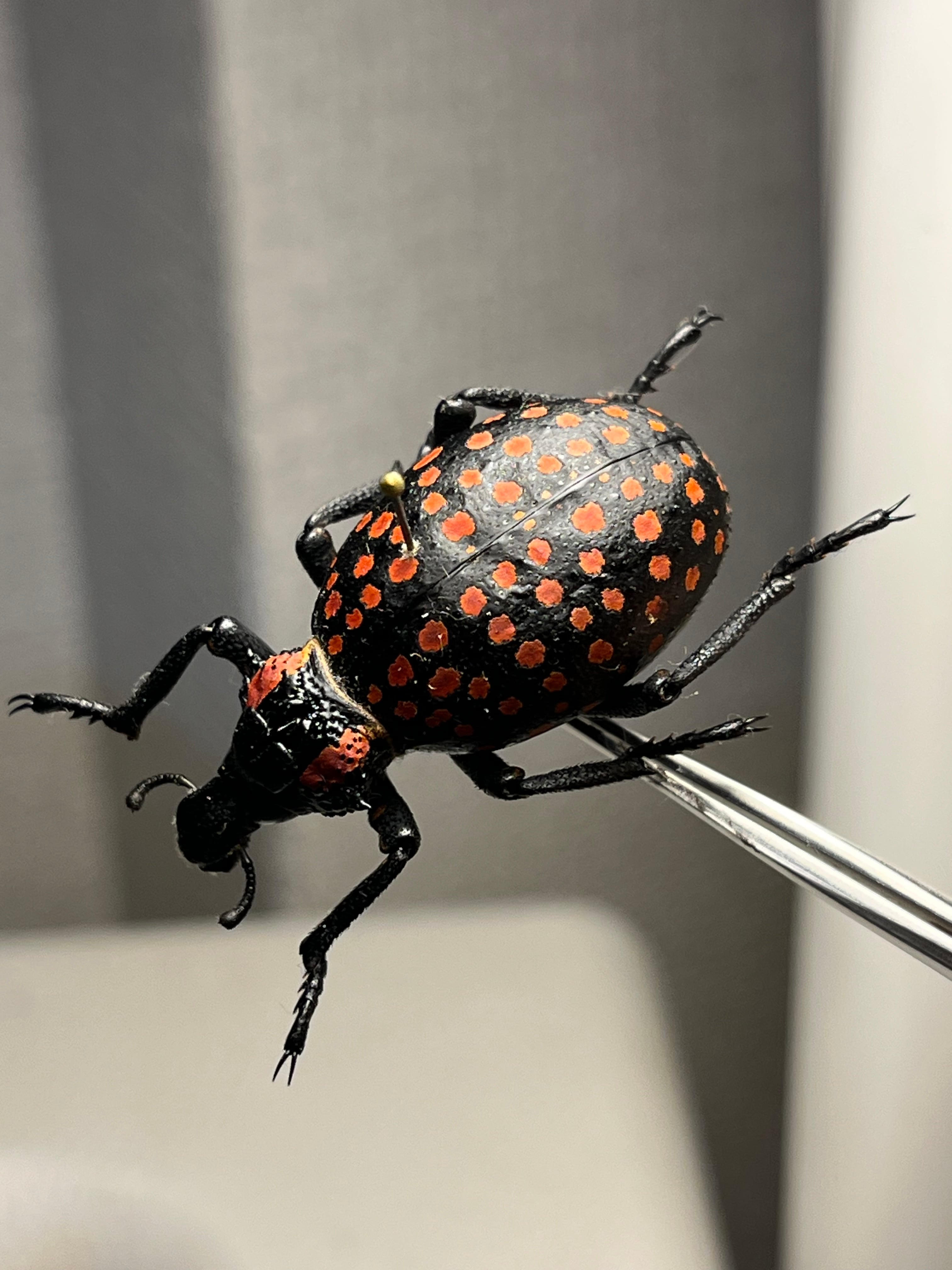 年代物】オオアゴヘビトンボ 産 奇蟲 タランチュラ ムカデ 標本 昆虫