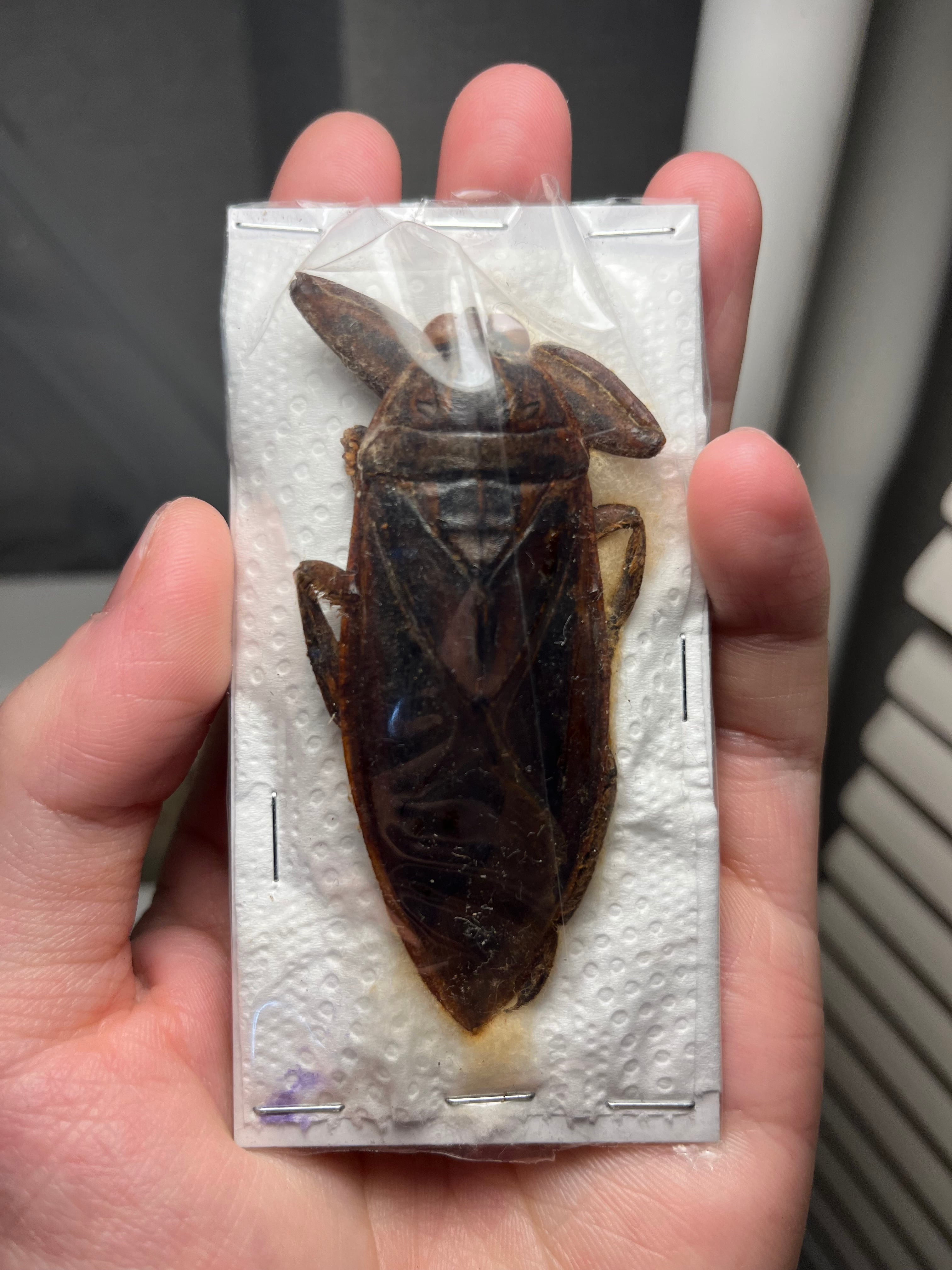 95mm】ナンベイオオタガメLethocerus maximusの標本 タランチュラ