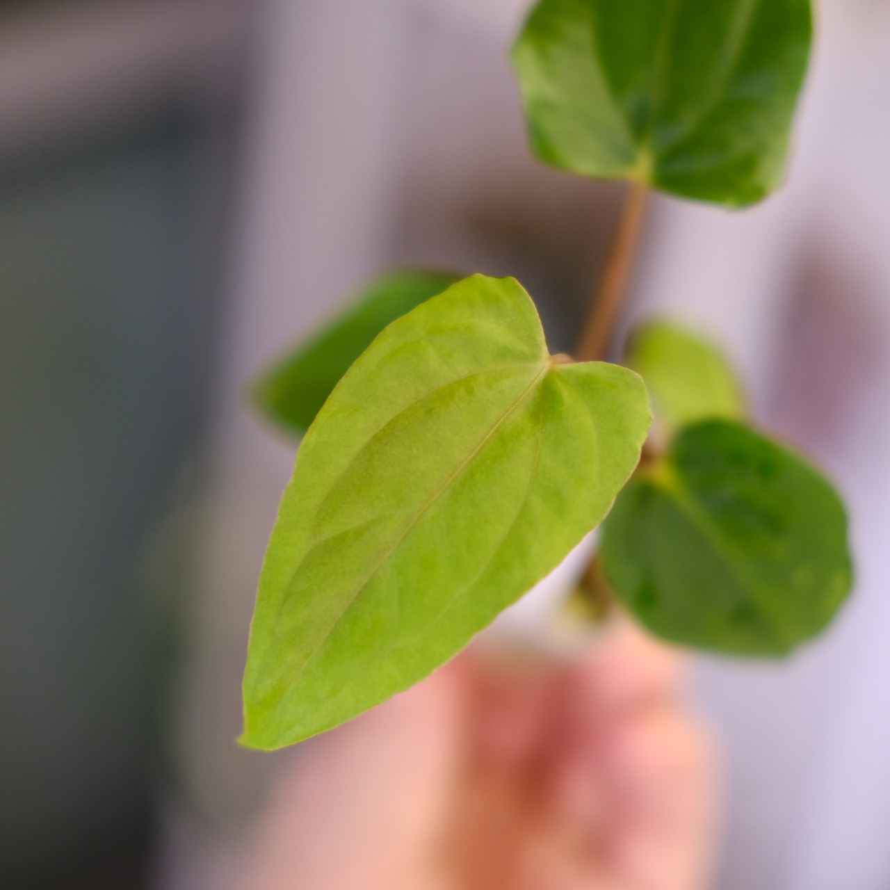 Anthurium Papillilaminum Guna Yala × Ralph Lynam S1 ‘Dwane’②｜アンスリウム パピリラミナム グナヤラ × ラルフ リナム ‘ドウェイン’｜観葉植物