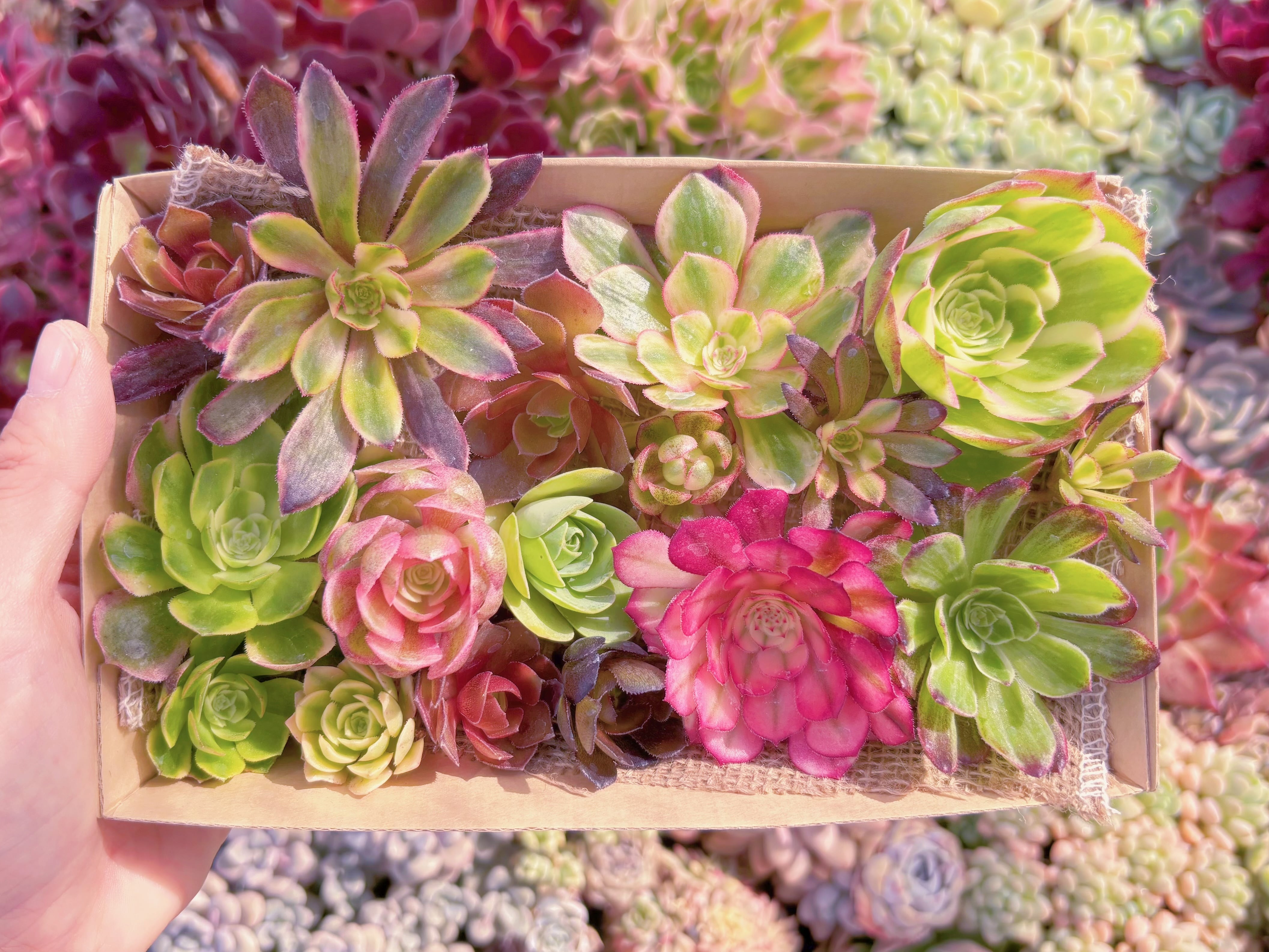 現品　寄せ植えセット#629　12cmx20cm　るる農園