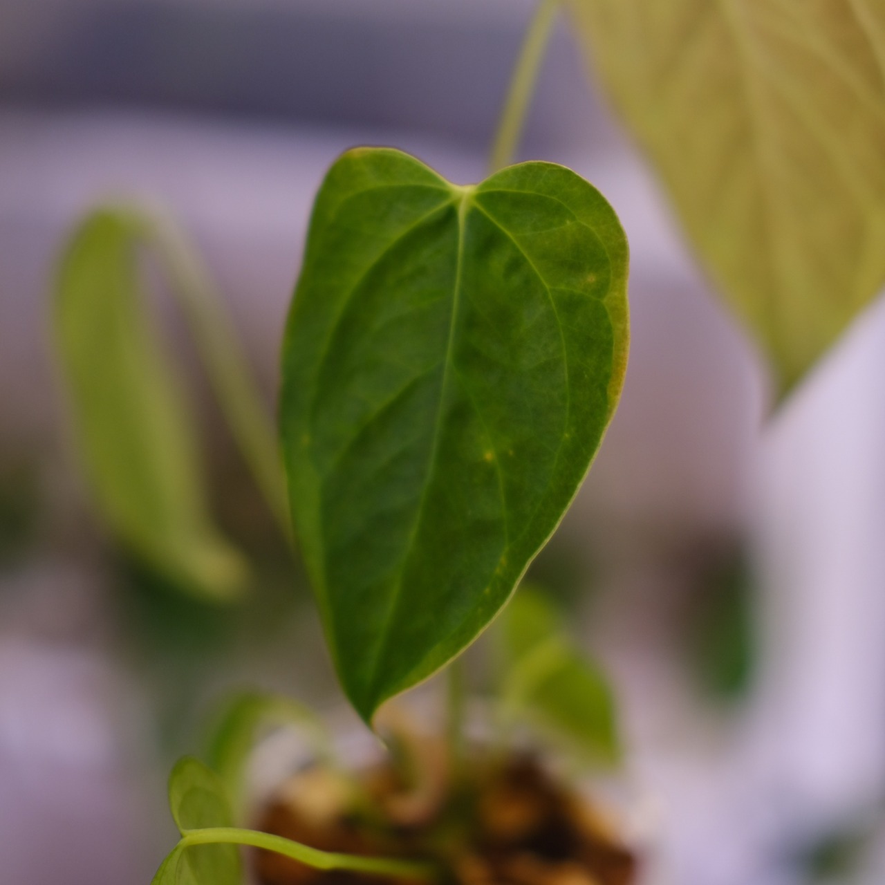 Anthurium Queen of Heart / アンスリウム クイーン オブ ハート⑳ / 観葉植物<育て方・花言葉>