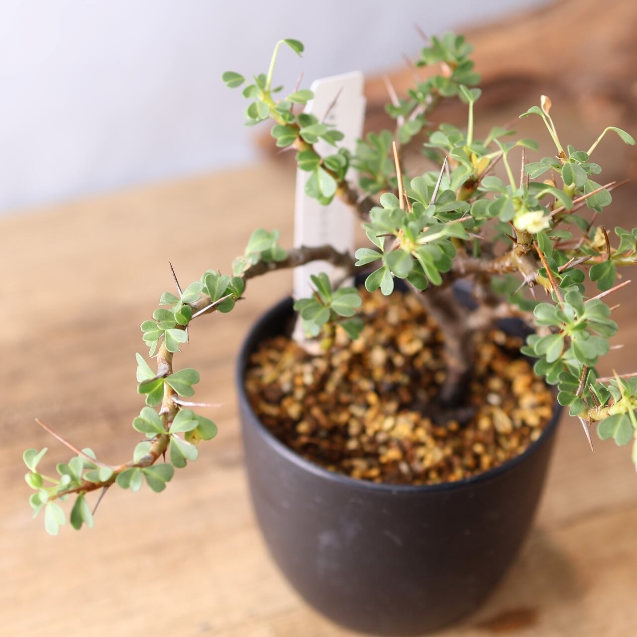 337トゲの中に映える白花『モンソニア バンデリエティアエ』観葉植物