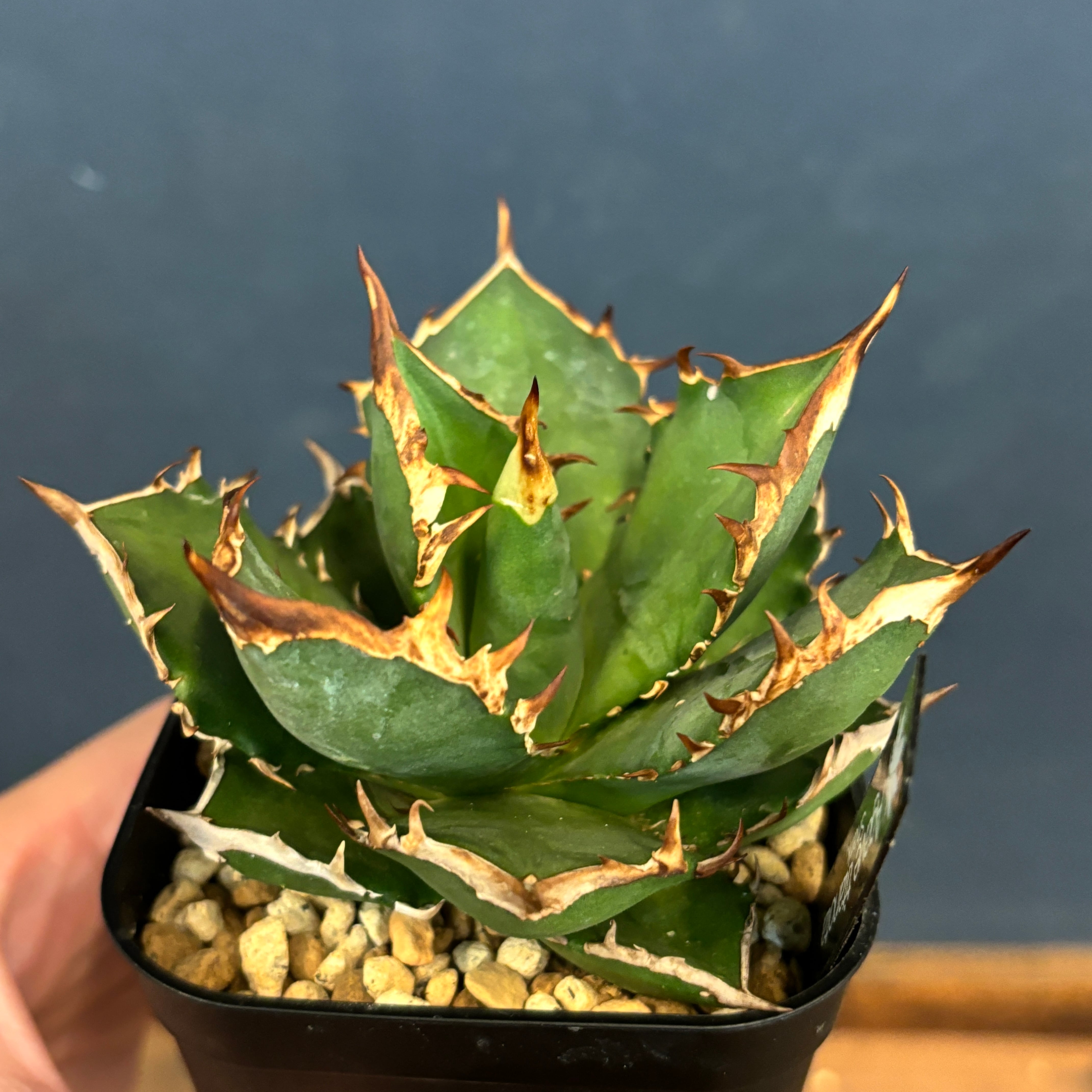 アガベ チタノタ シャーク【263】 | PROTOLEAF プロトリーフ