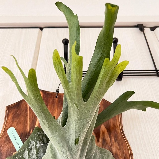 ビカクシダ グランデ 板付 【観葉植物 壁掛け コウモリラン】