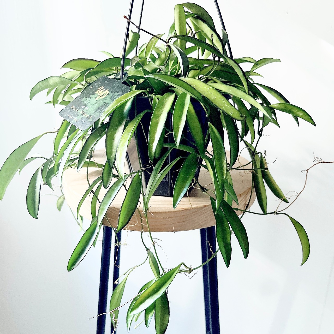 【再入荷】ホヤ ロンギフォリア ハンギング 観葉植物 calm cafe