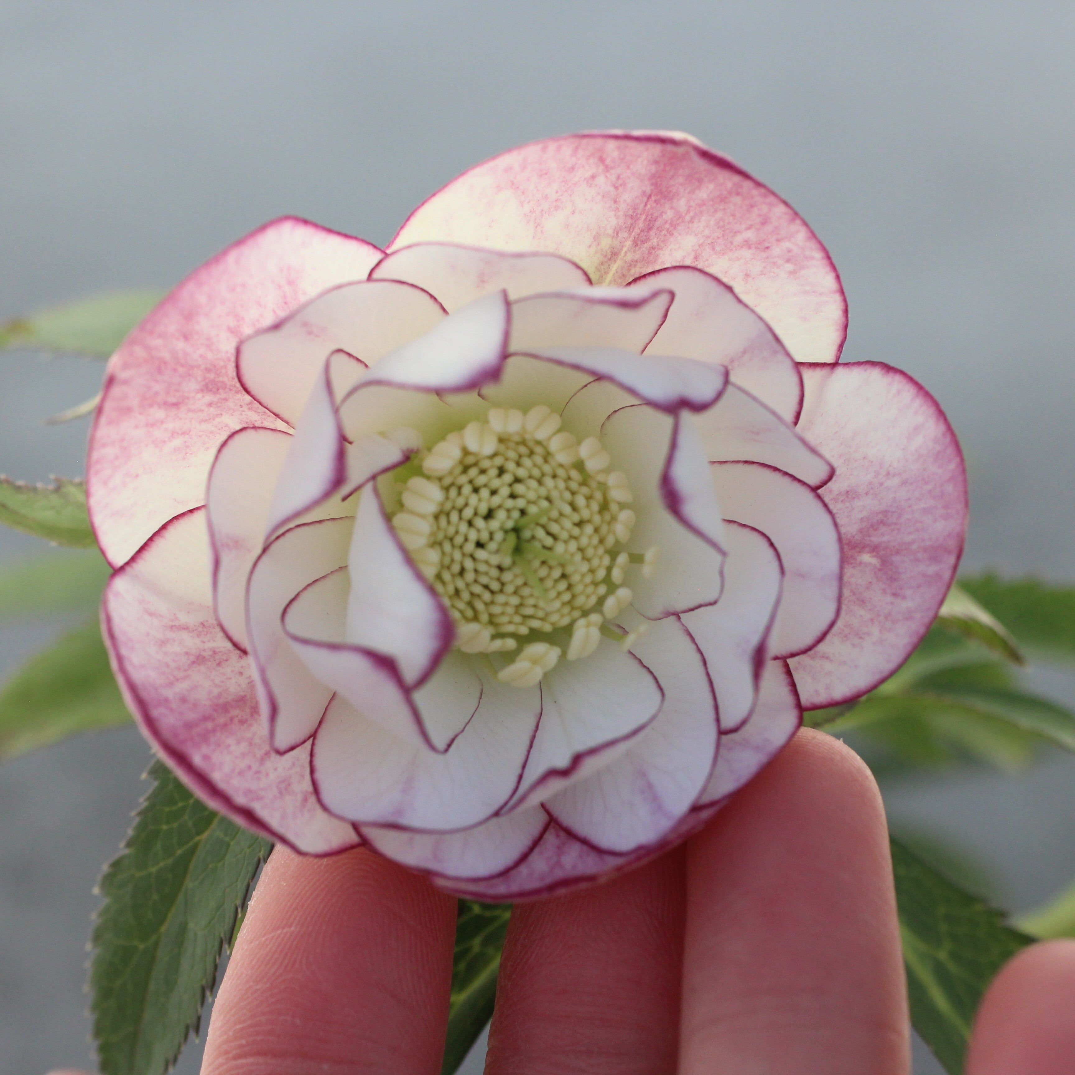 WS26-087 クリスマスローズ ウィンターシンフォニー クレオンピコティ