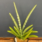 【クリアランスセール対象商品】サンスベリア(サンセベリア) アイスマン【87】【再撮影】【▼】