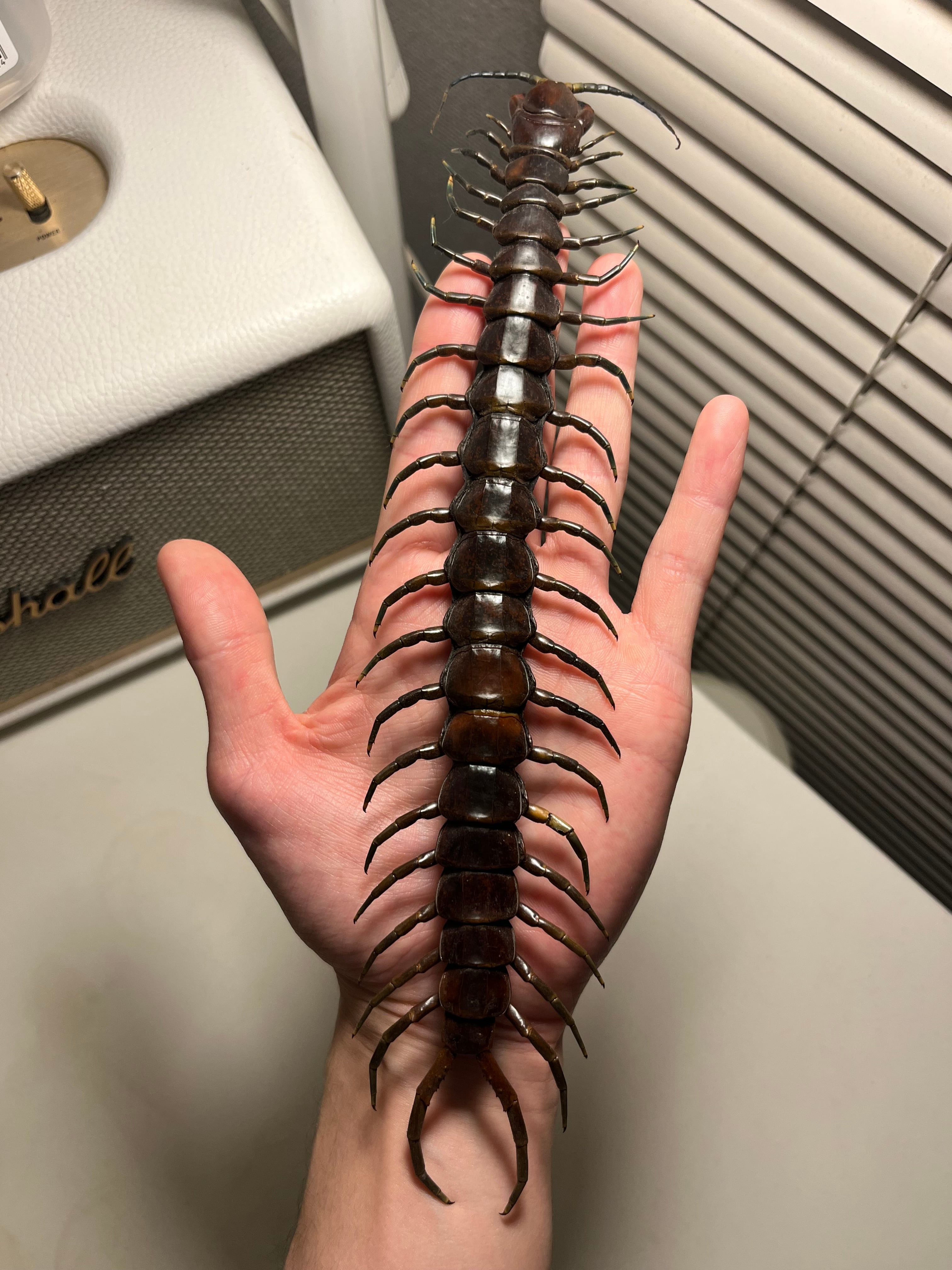 百足最大種】ペルビアンジャイアントオオムカデセンチピード 全長13cm