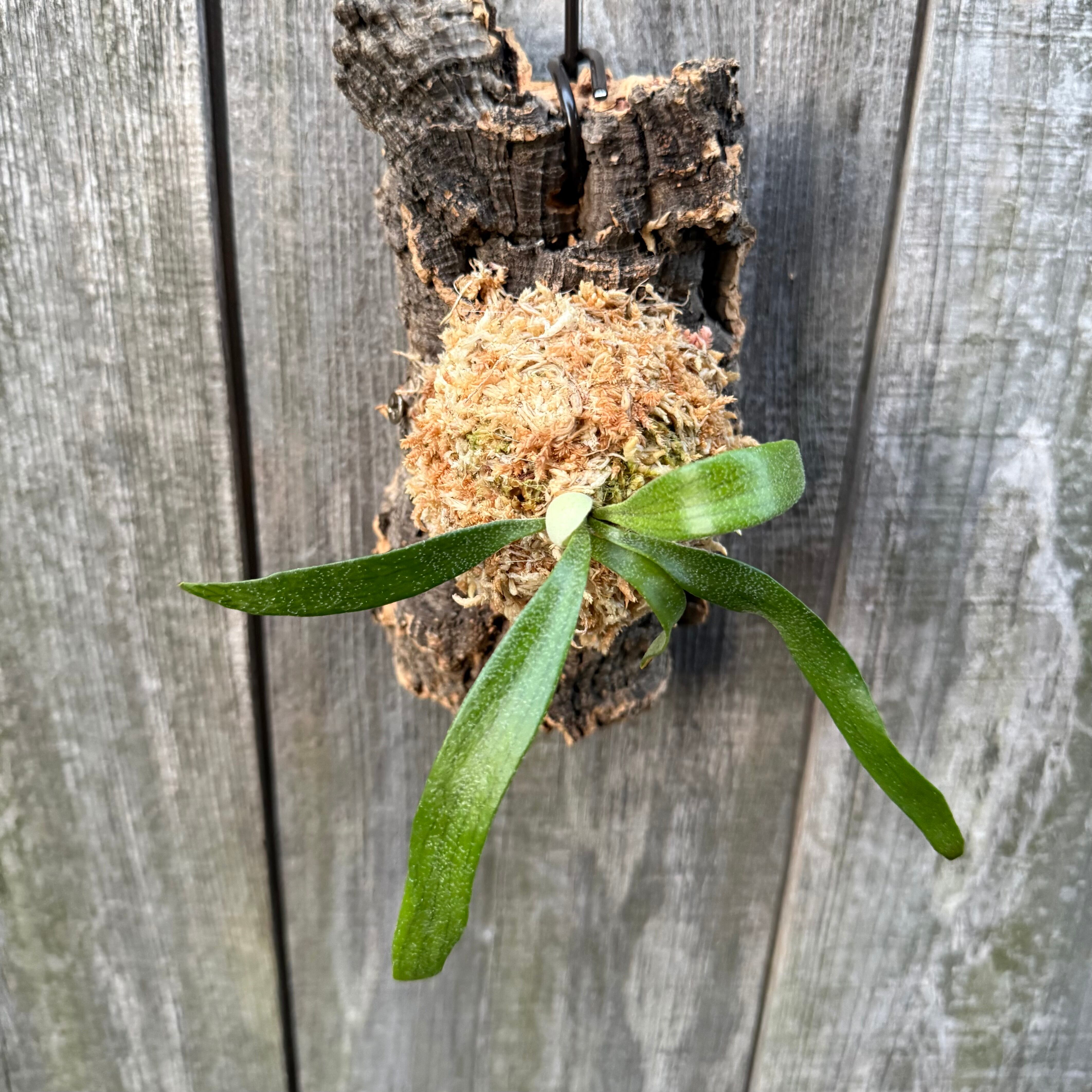 P. alcicorne dwarf (TC) | naturefix