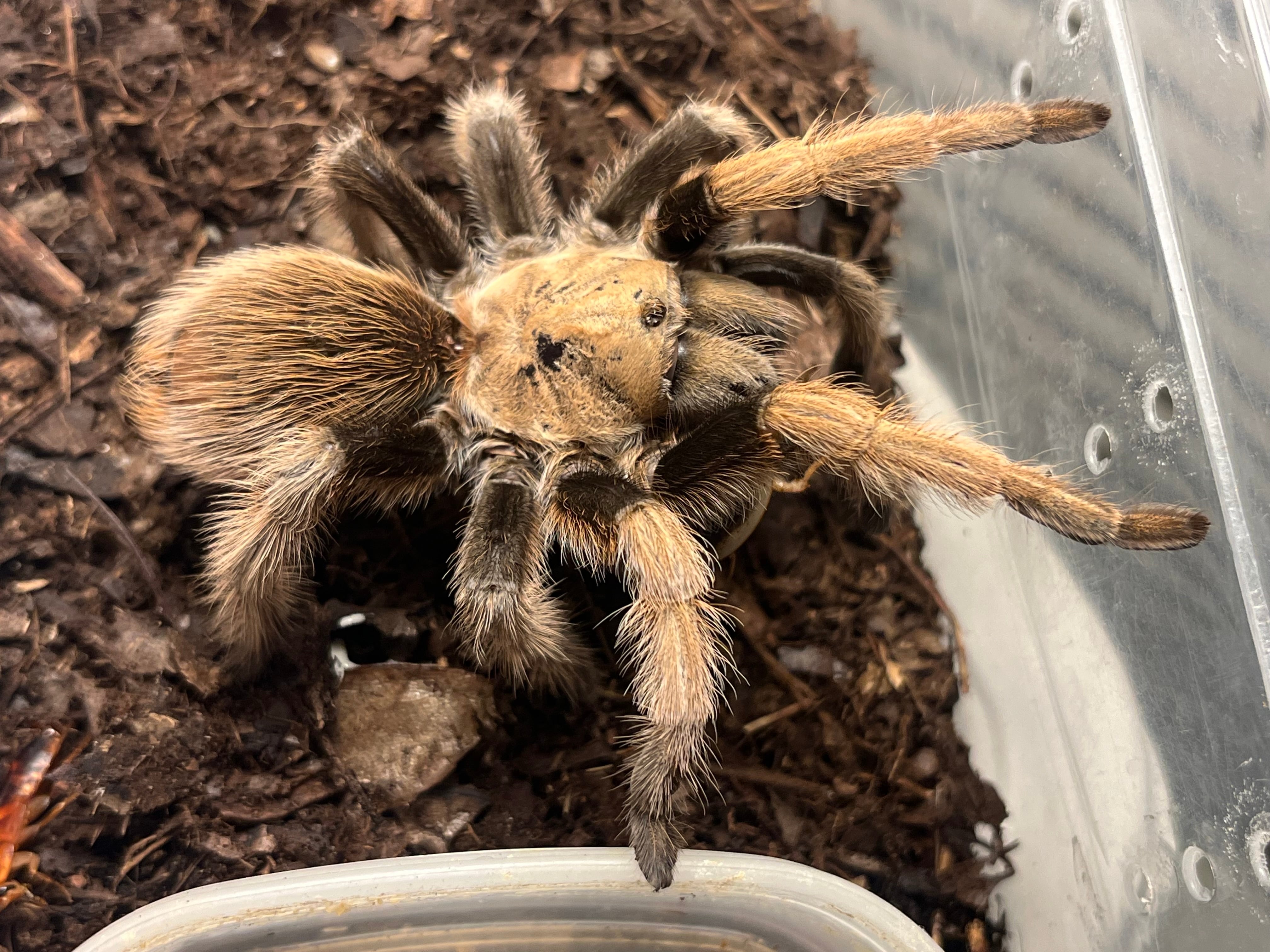 バードイーター | オモニキチュウ