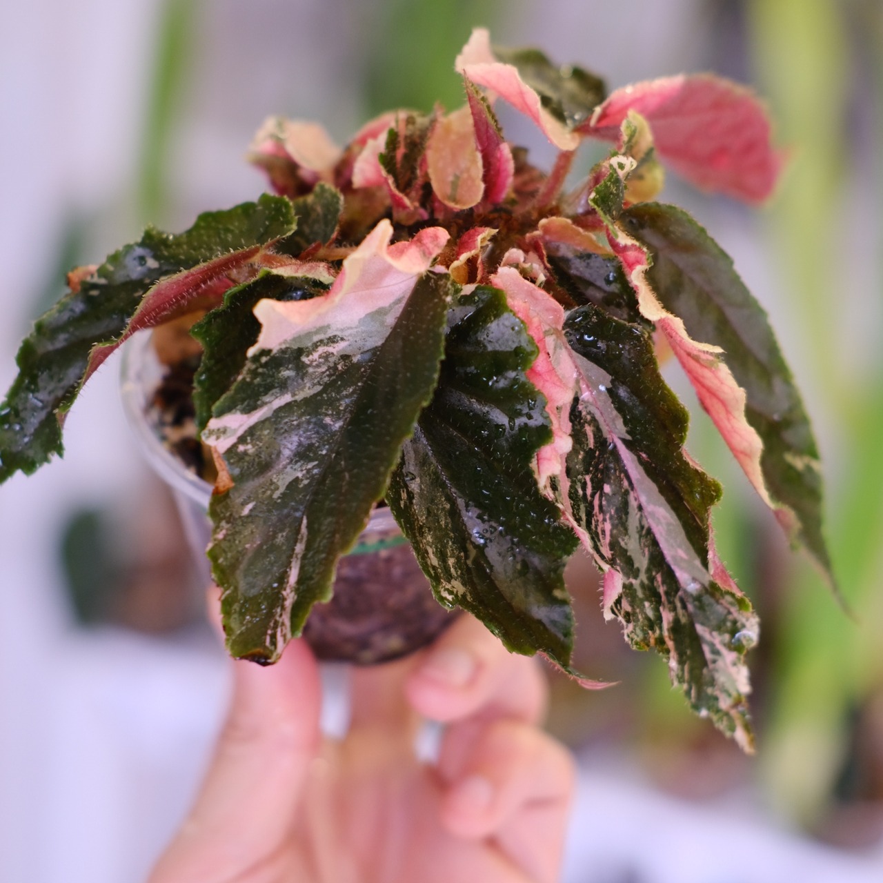 Begonia ginny galaxy│ベゴニア ジニー ギャラクシー⑦│観葉植物