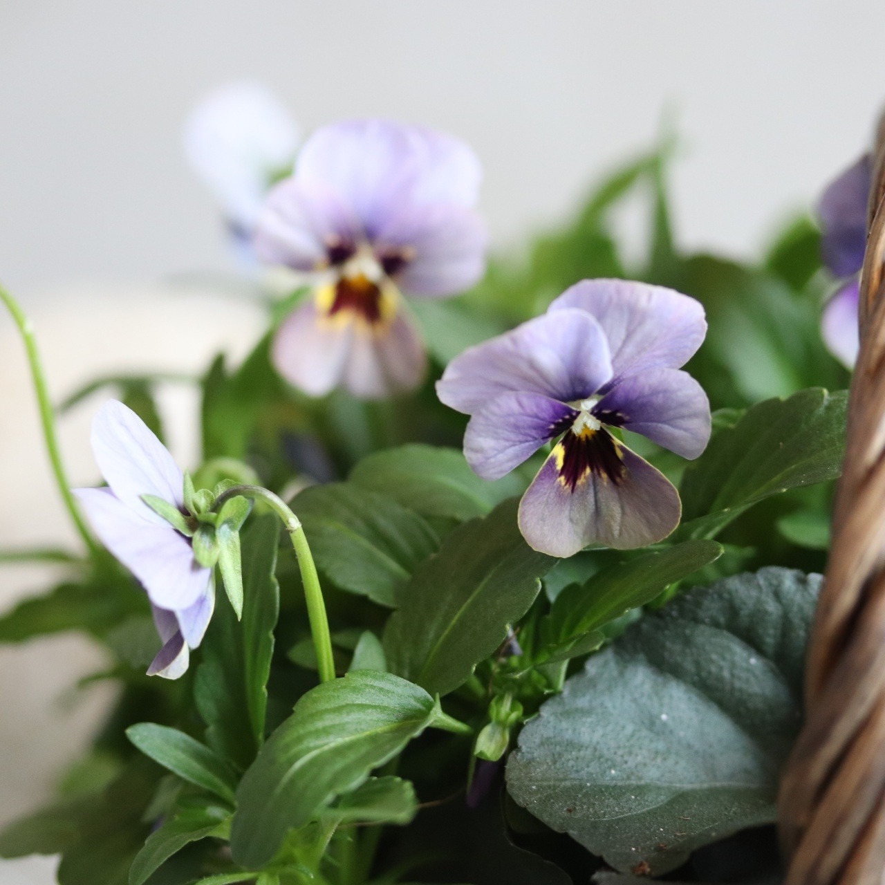 冬から春に楽しむ寄せ植え　ビオラNorthIslandViora北島園芸オリジナルとシックカラーのハボタンのバスケットの寄せ植え　お正月にオススメ　届いてすぐ玄関に飾れる 　プレゼントにもオススメ　