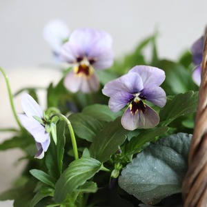 冬から春に楽しむ寄せ植え　ビオラNorthIslandViora北島園芸オリジナルとシックカラーのハボタンのバスケットの寄せ植え　お正月にオススメ　届いてすぐ玄関に飾れる 　プレゼントにもオススメ　