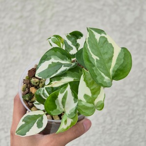 ②《Pothos N’Joy》 ポトス・エンジョイ 観葉植物 ポトス 斑入り ポット発送
