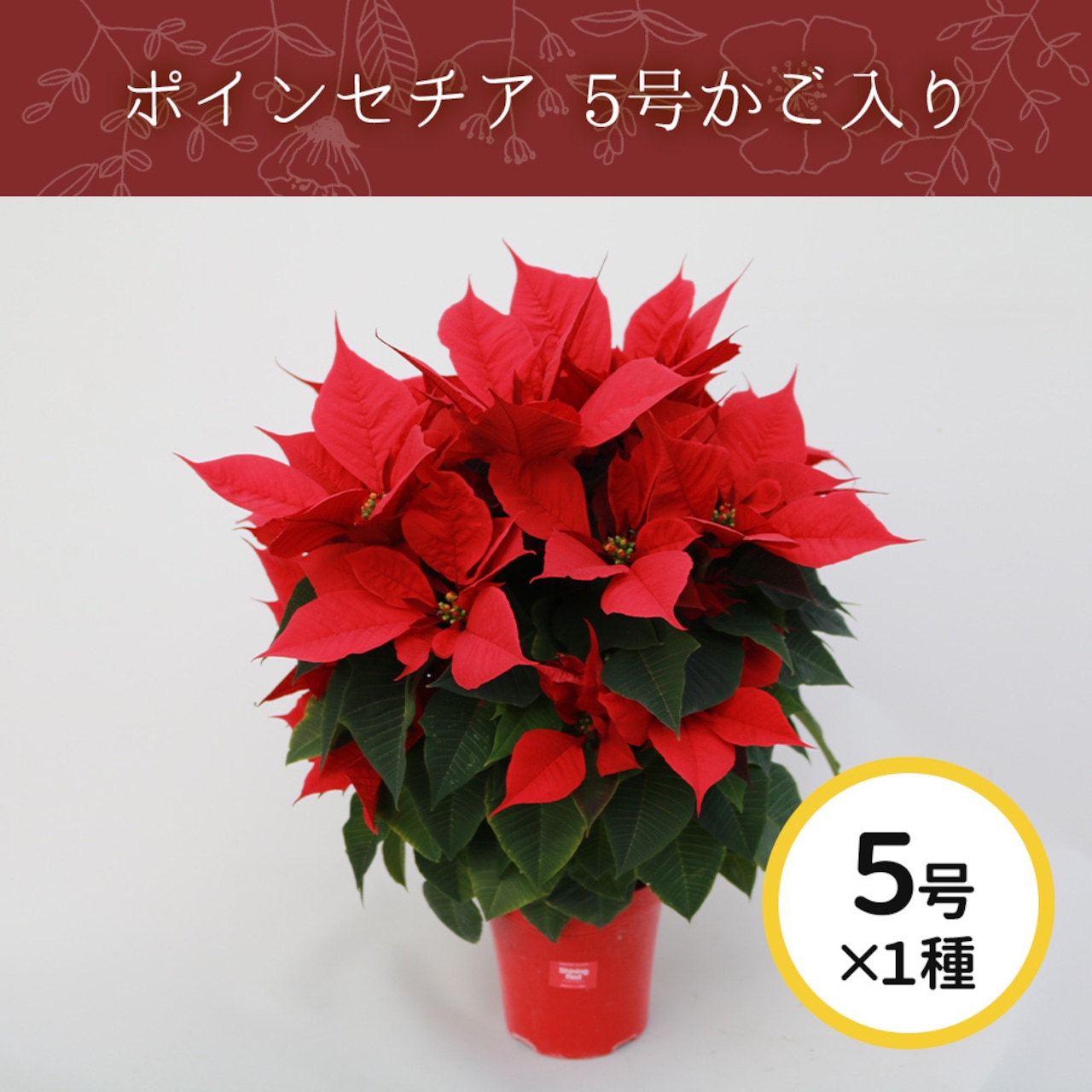ポインセチア 5号かご入り