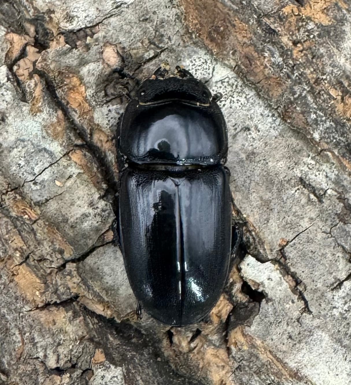 WD】《アルキデスヒラタ（長歯）90mm ペア》 | KPW公式オンラインショップ