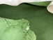 猪革(ヌメ)グリーンカラー　Aランク70ds１.6ｍｍ銀面あり　税込み価格　