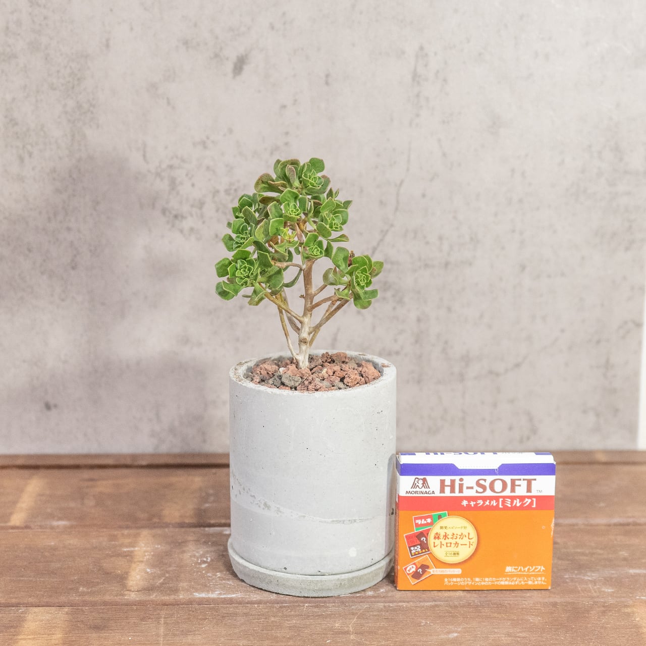 アエオニウム・チョコチップ|幹立ち姿が可愛いミニツリーのような多肉【手作りモルタル鉢仕立て】