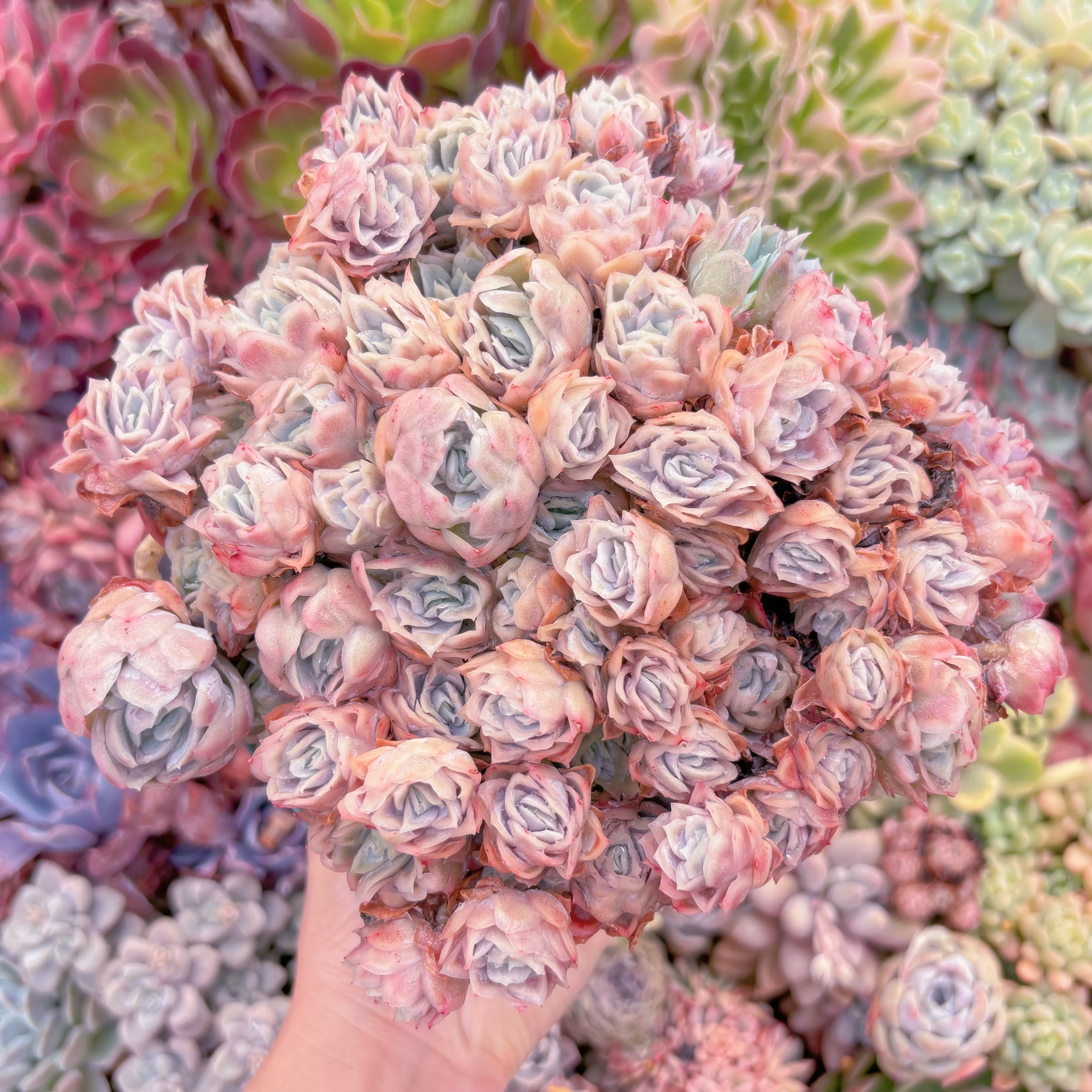 現品　氷梅錦#2223　特大群生　新入荷