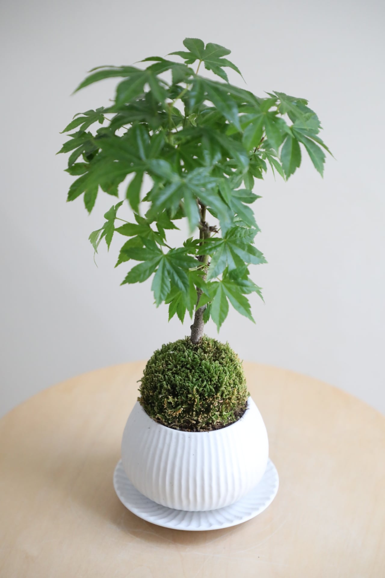 S】ヤマモミジ 盆栽/Japanese maple bonsai | 【厳選植物・器】MIDORI
