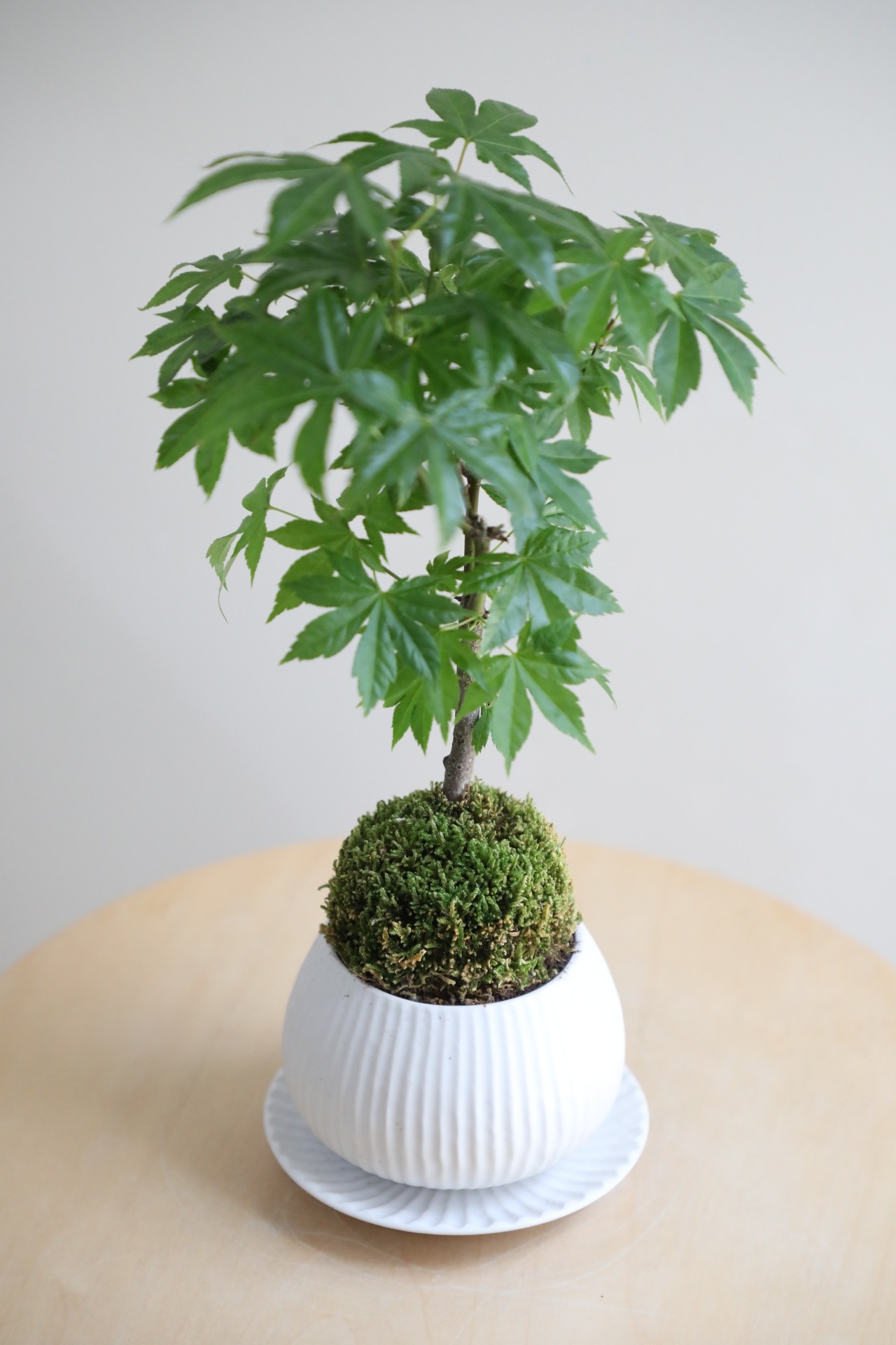 【S】ヤマモミジ 盆栽/Japanese maple bonsai
