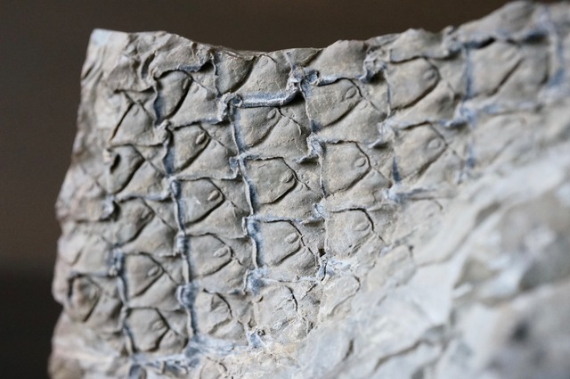 鱗木(ヒカゲノカズラ類)化石 Lepidodendron sp. 759