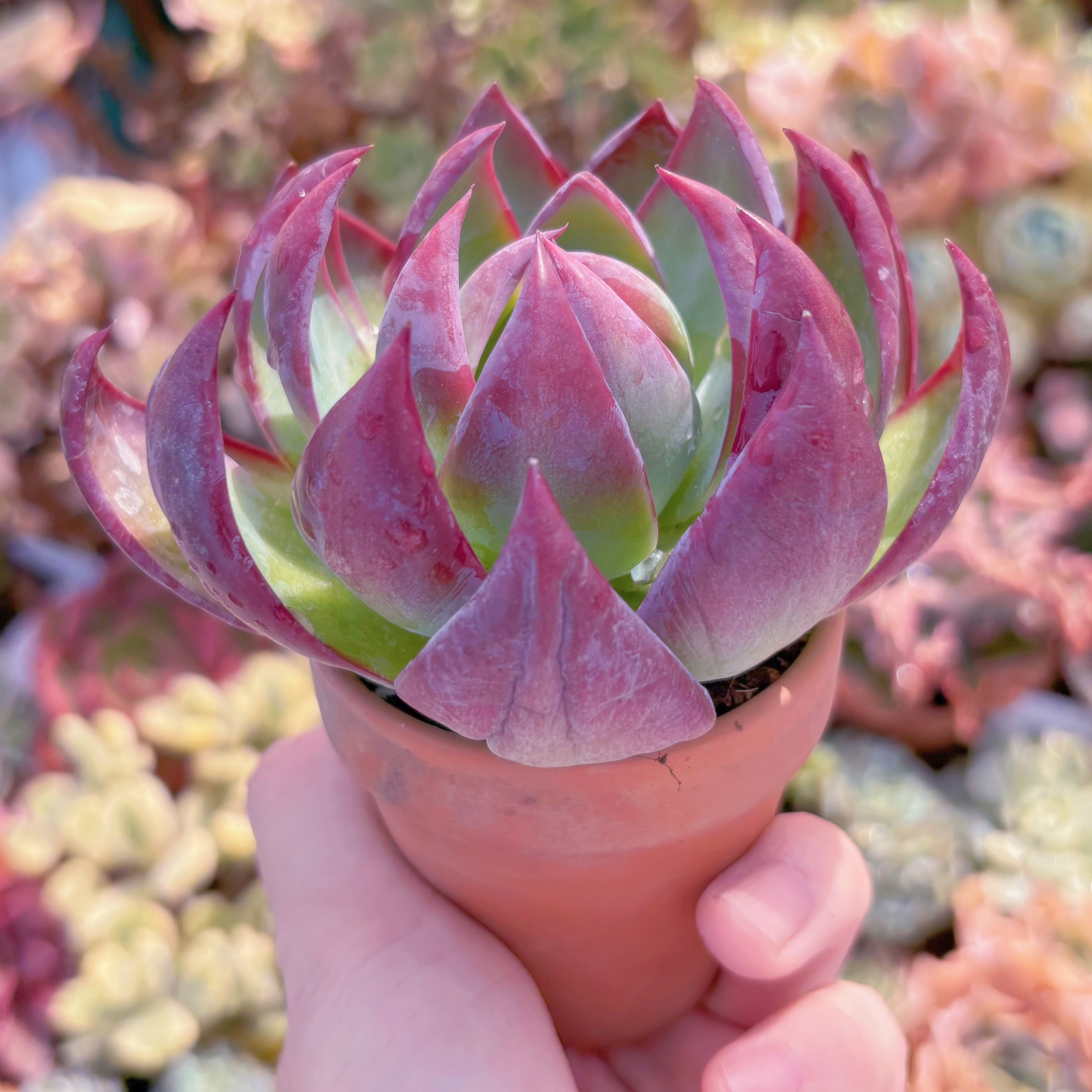多肉植物 カシオ(大) 新入荷 るる農園 | るる農園~多肉植物専門