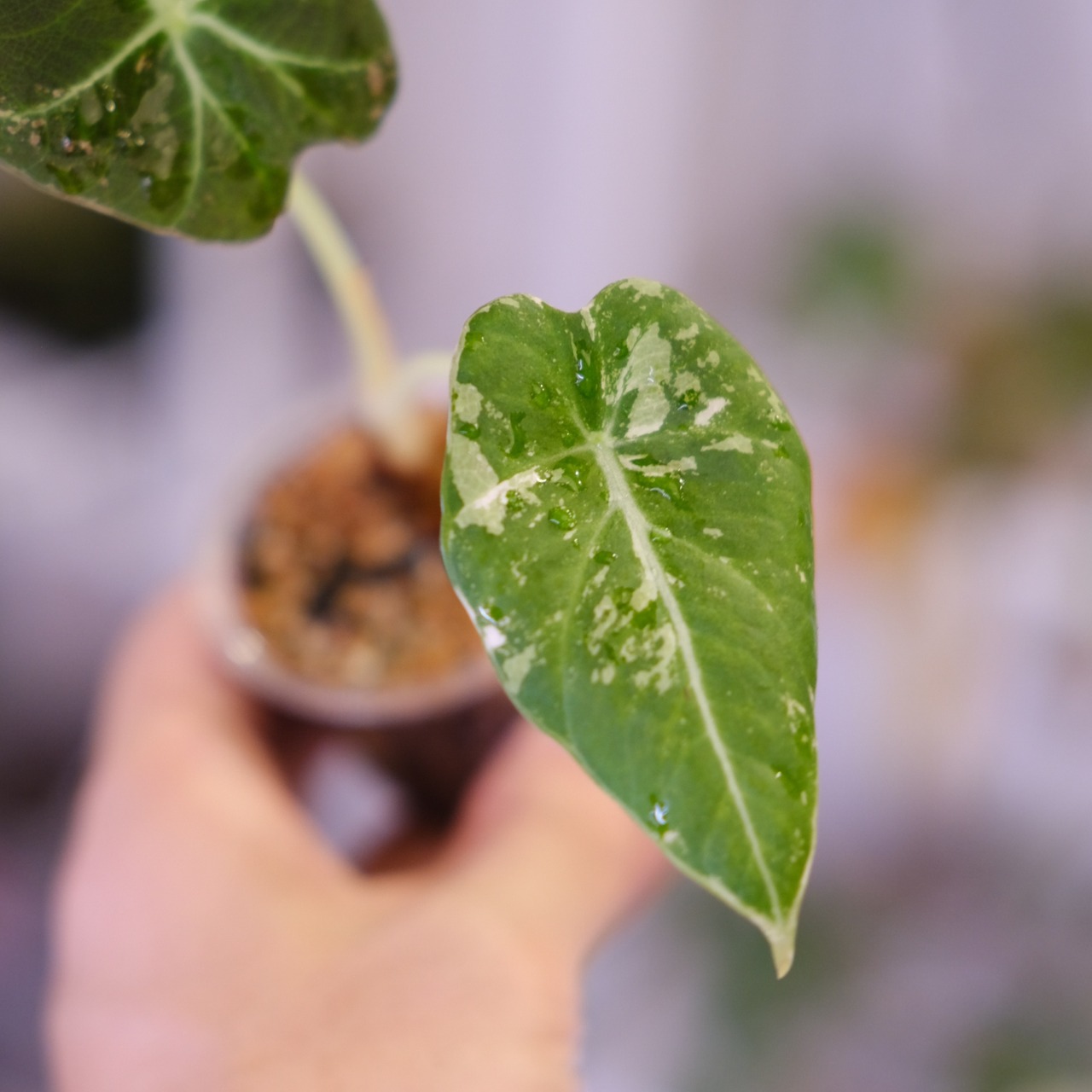 Alocasia Black Velvet Pink Albo│アロカシア ブラックベルベット ピンクアルボ│観葉植物