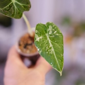Alocasia Black Velvet Pink Albo│アロカシア ブラックベルベット ピンクアルボ│観葉植物