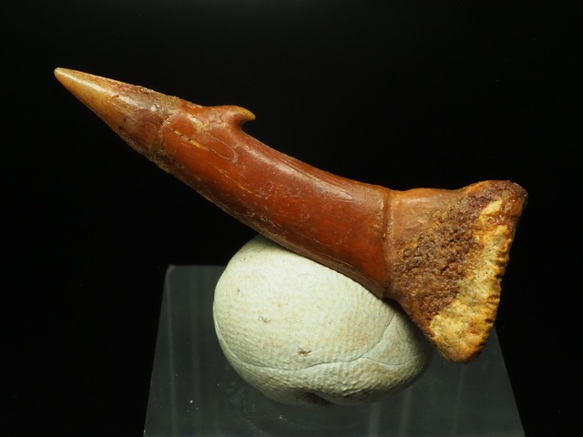 ノコギリエイの歯【38mm】【Onchopristis numidus】モロッコ王国産/化石/恐竜/骨/牙