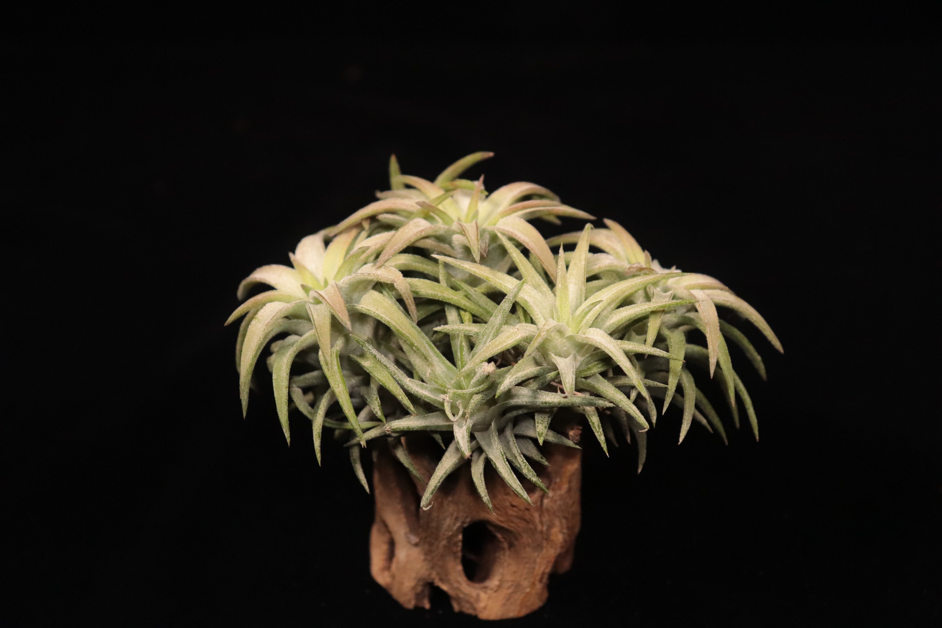 Tillandsia ionantha var. vanhyningii 'Jumbo' (Clump)〔ティランジア