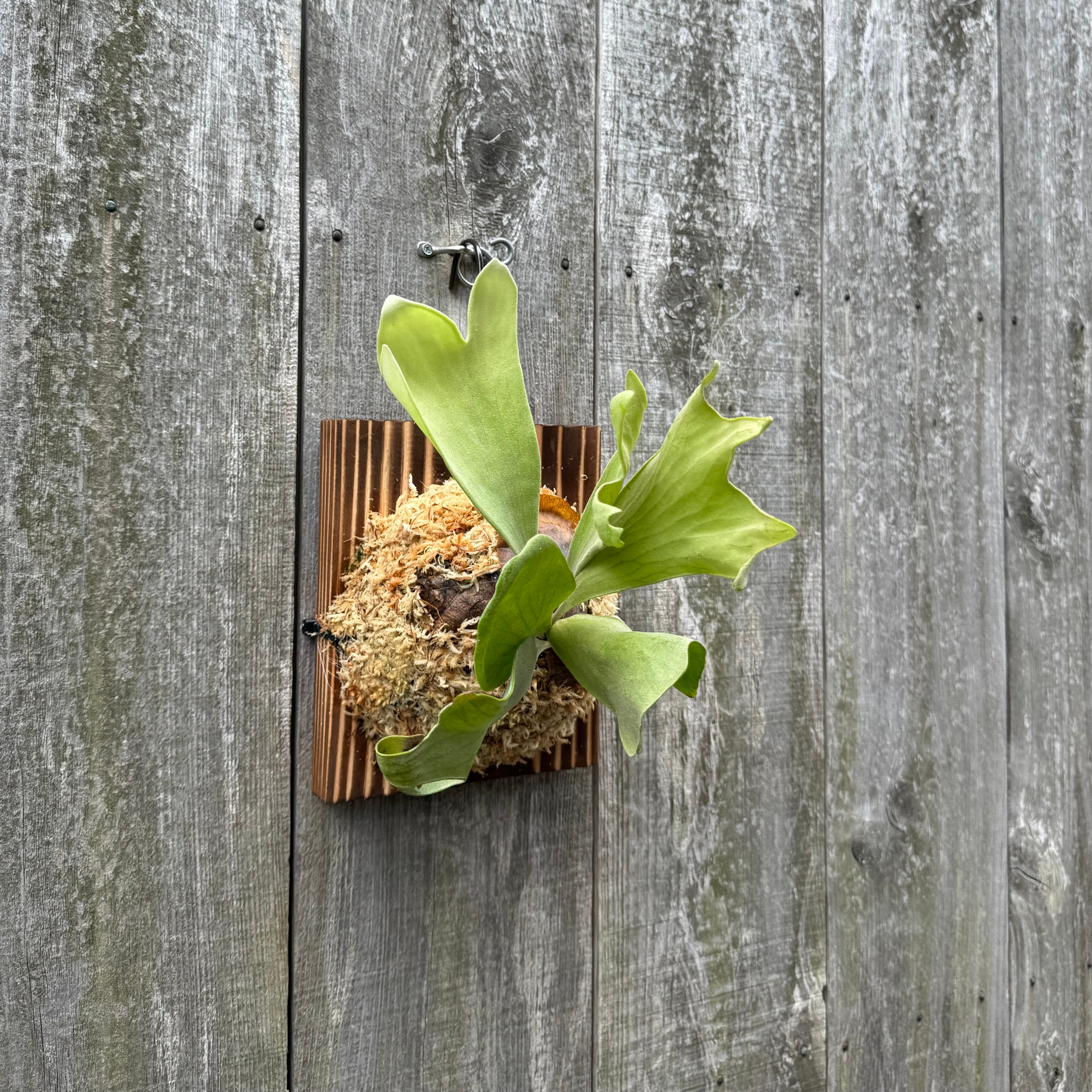 P. Mt Lewis spore select (pup) | naturefix