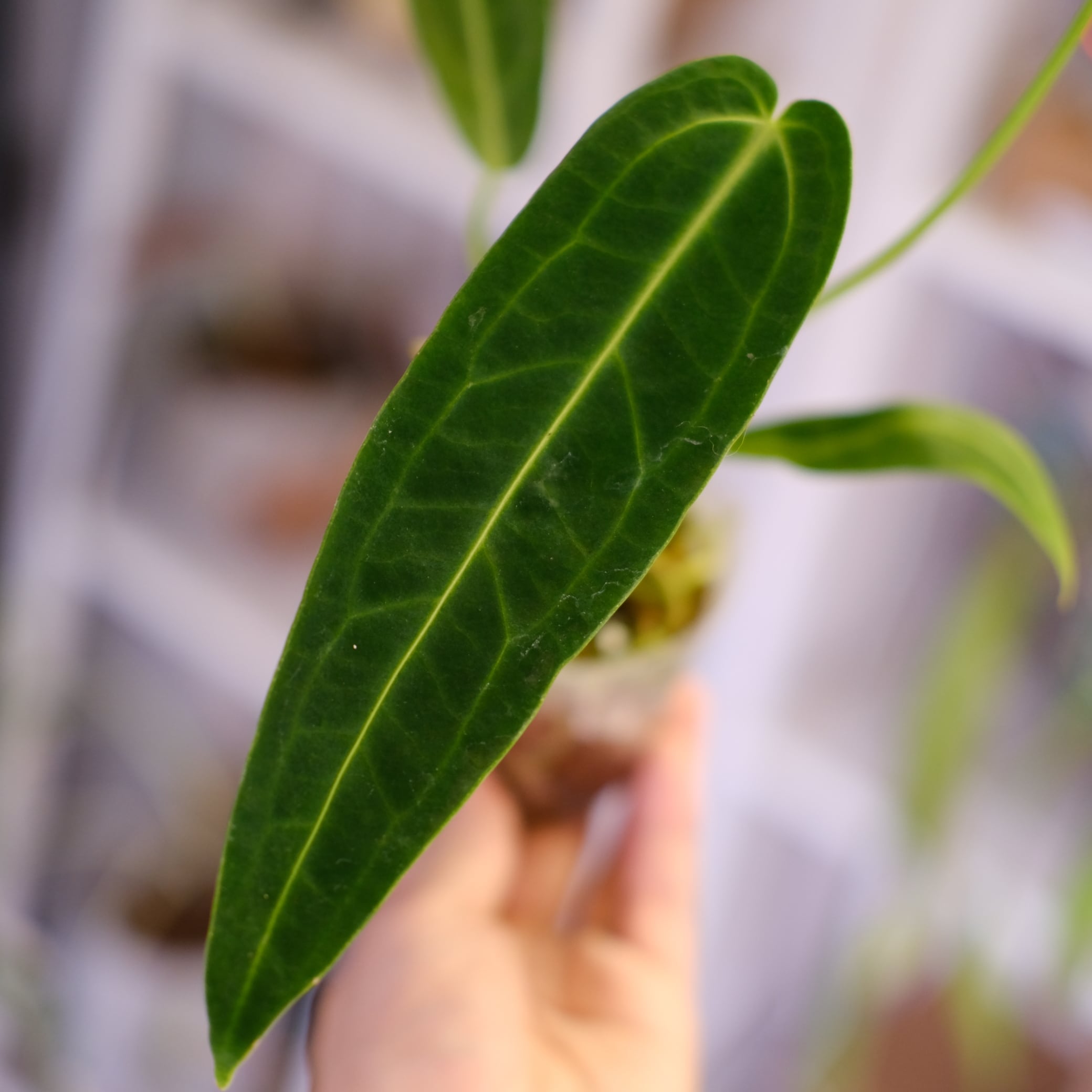 Anthurium Warocqueanum｜アンスリウム・ワロクアーナム②｜観葉植物