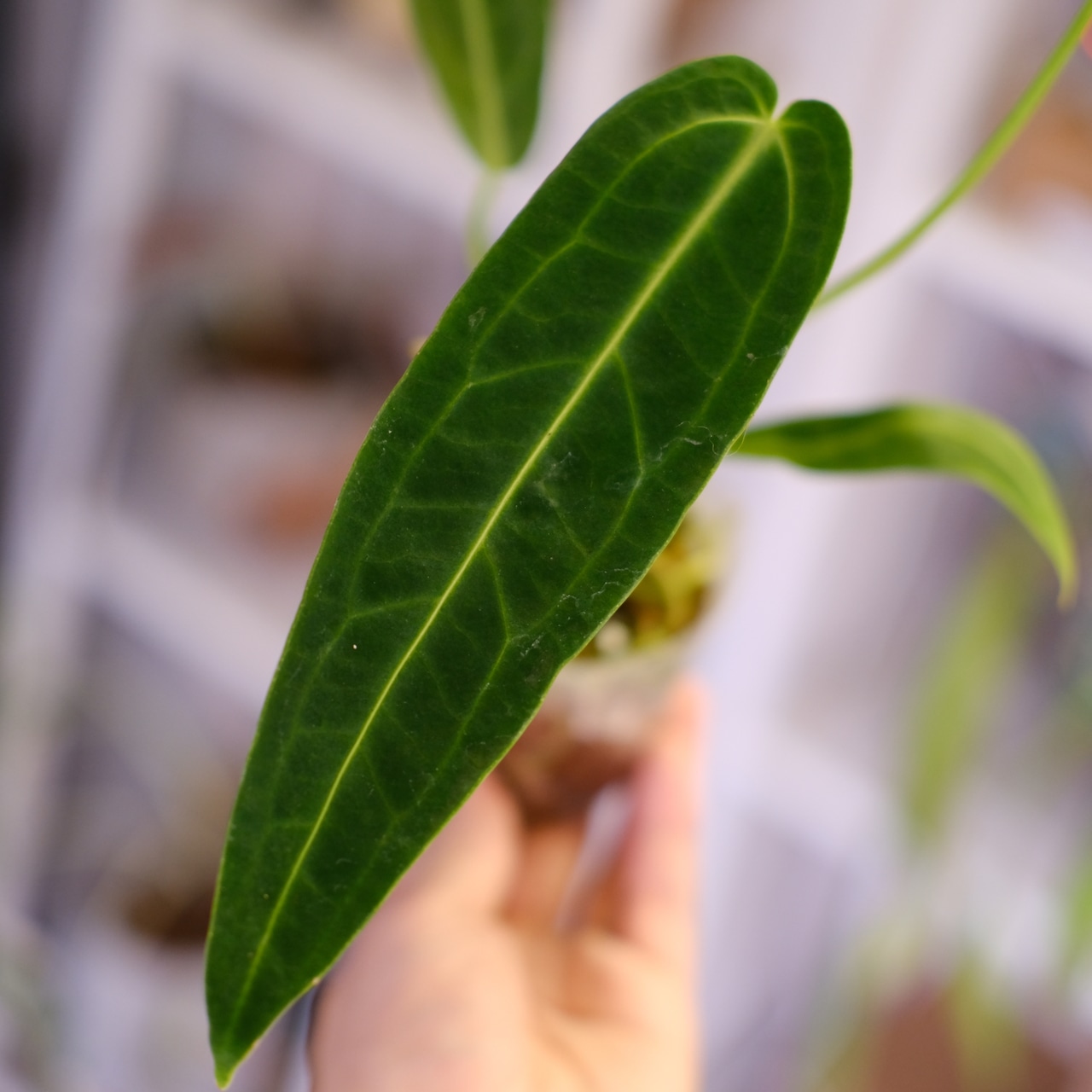 Anthurium Warocqueanum|アンスリウム・ワロクアーナム②|観葉植物