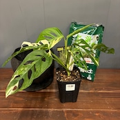 【秋の植え替えフェア対象】【セット】モンステラ　アダンソニー　バリエガータ