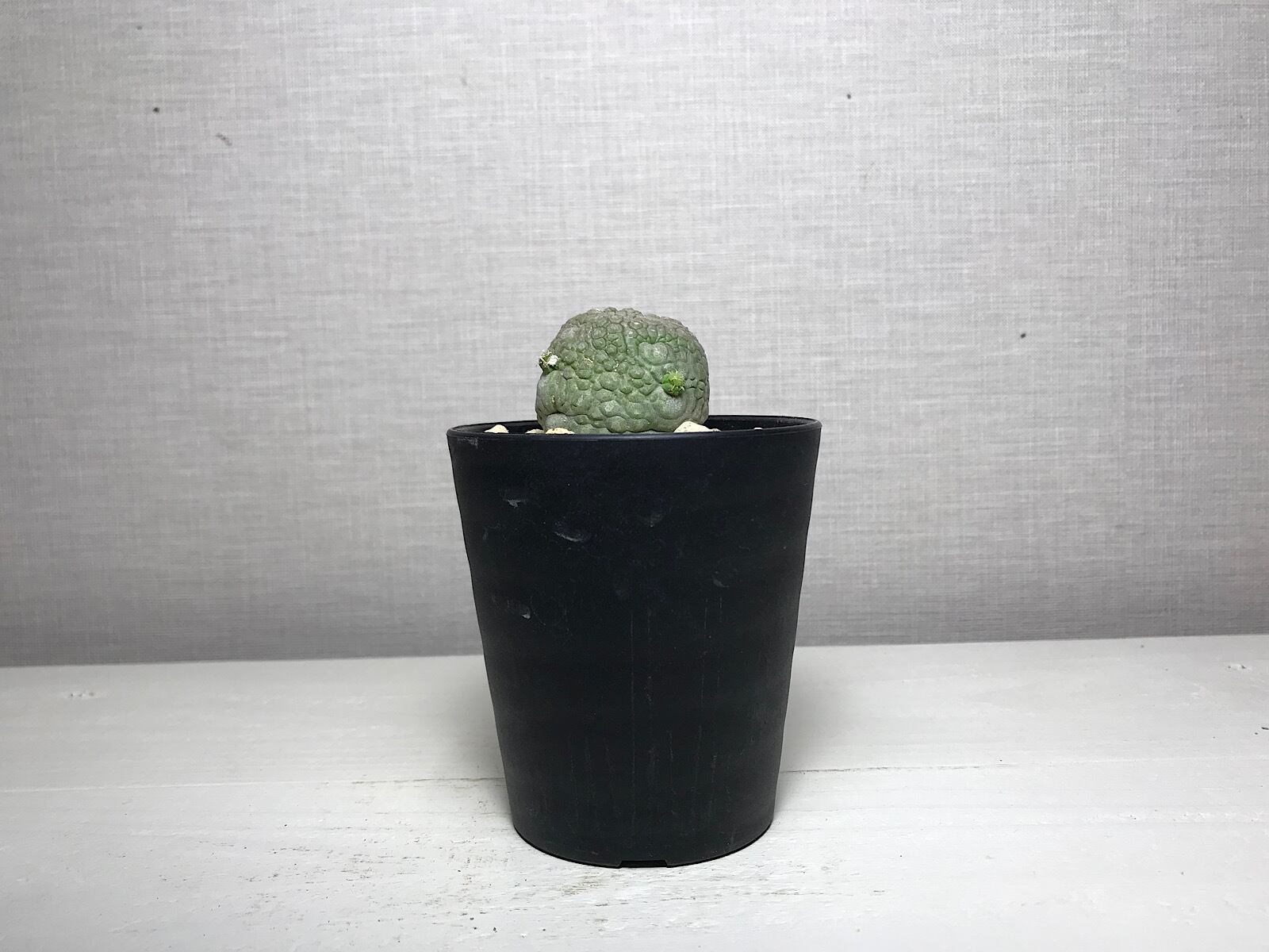 プセウドリトス ミギウルティヌス