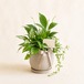 お祝いの観葉植物 Mサイズ 8,800円｜新築祝い・開店祝いに