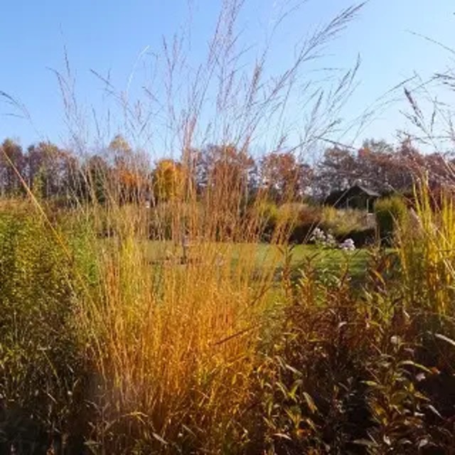 モリニア カエルレア 'トランスペアレント'