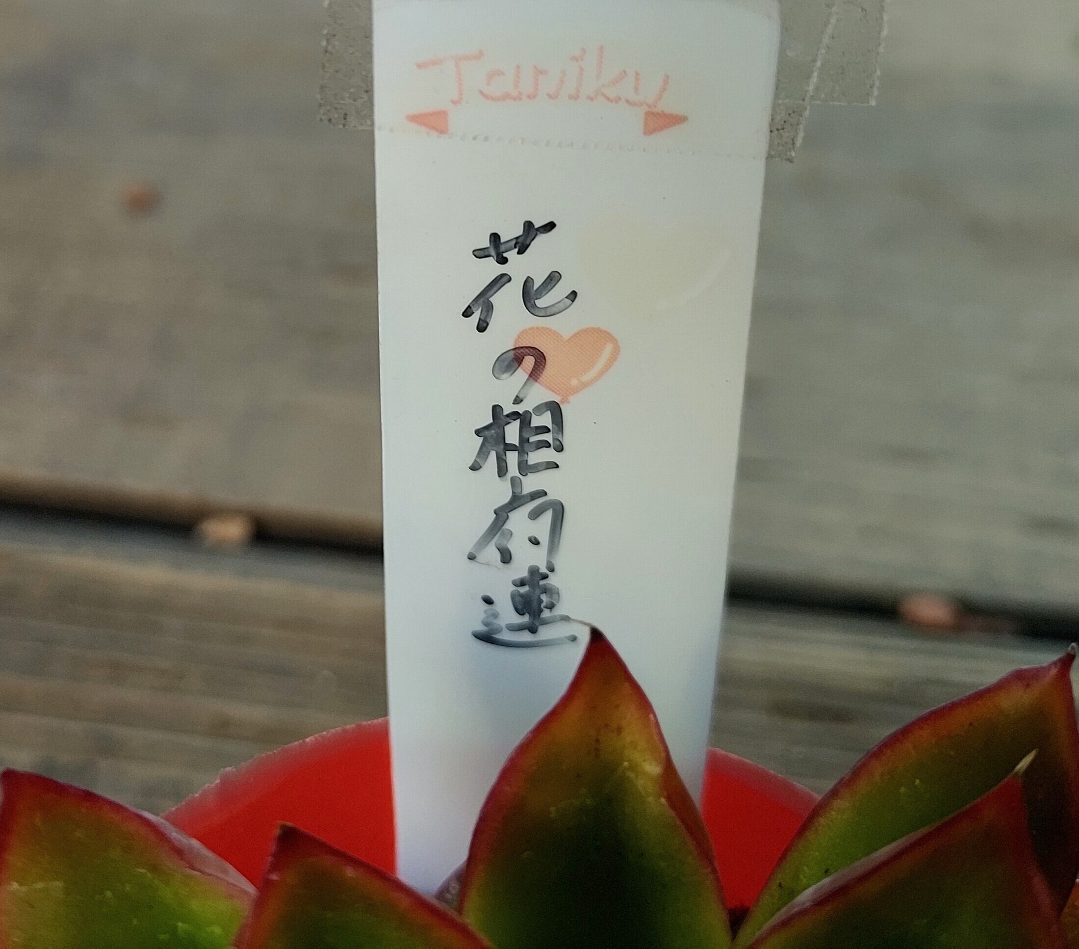 花の相府蓮 | RuPo 多肉植物専門店